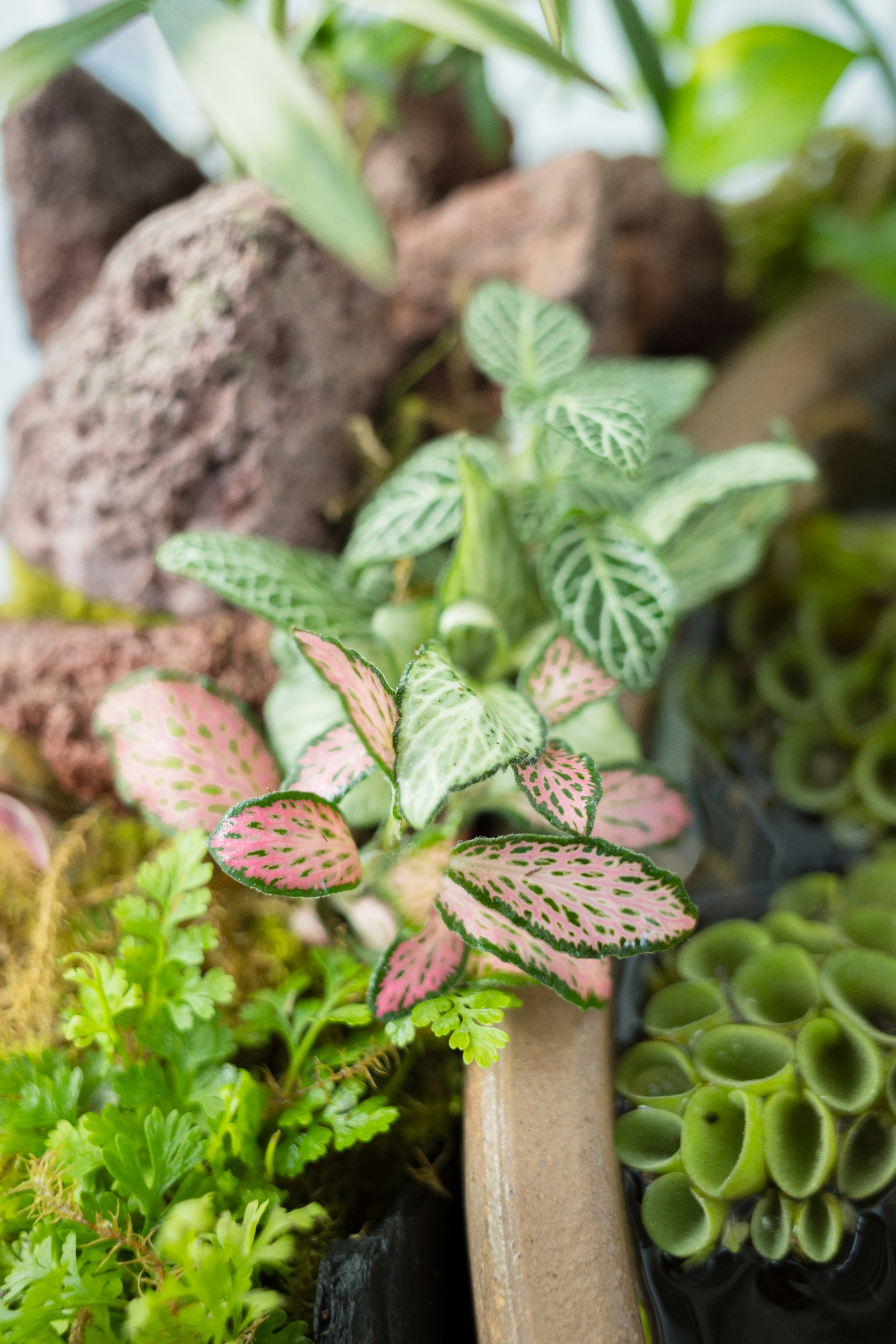 6 Best Plants Fridge Tips to Keep Plants Healthy All Year