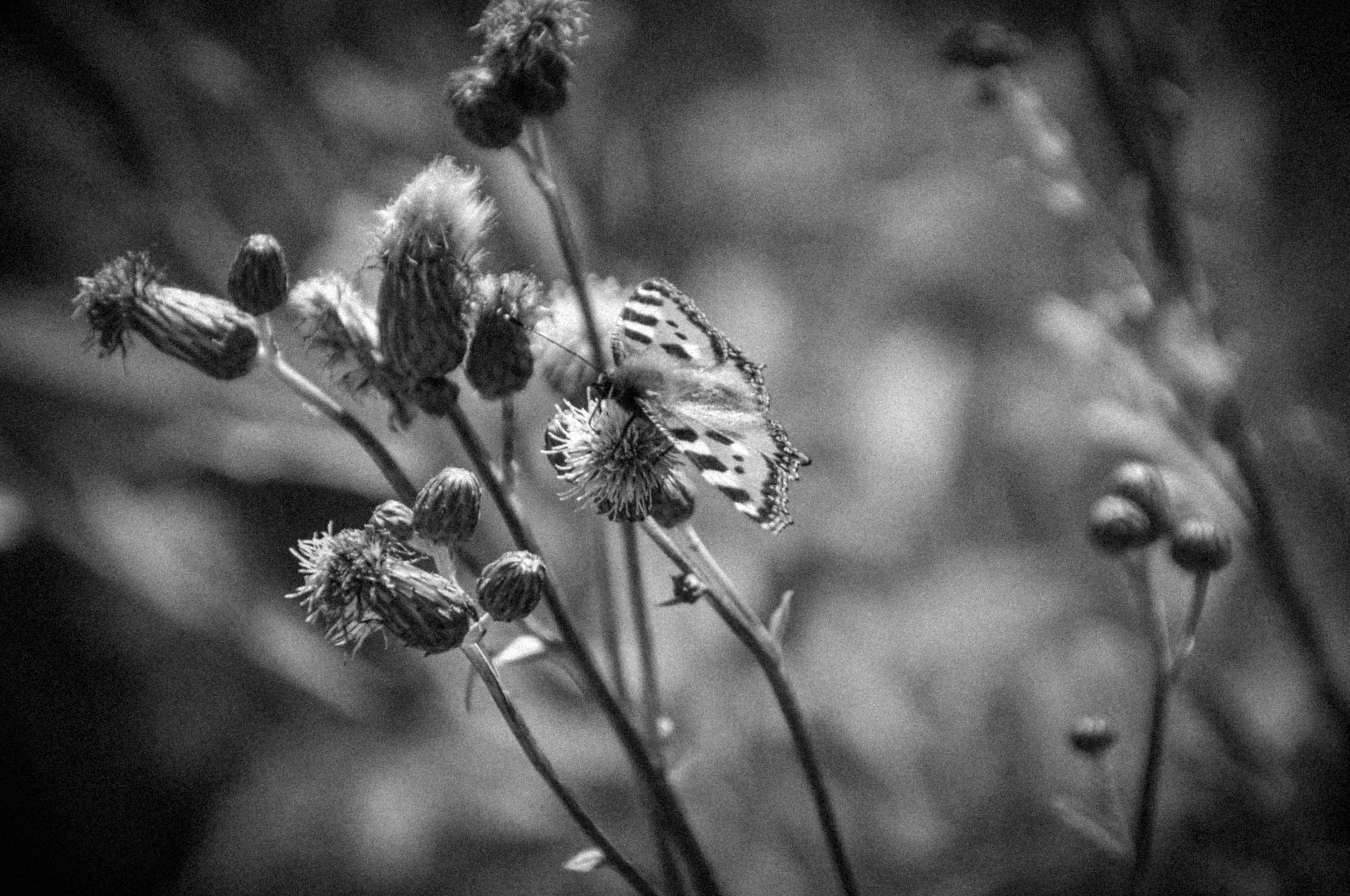 Photo by elenasizontseva