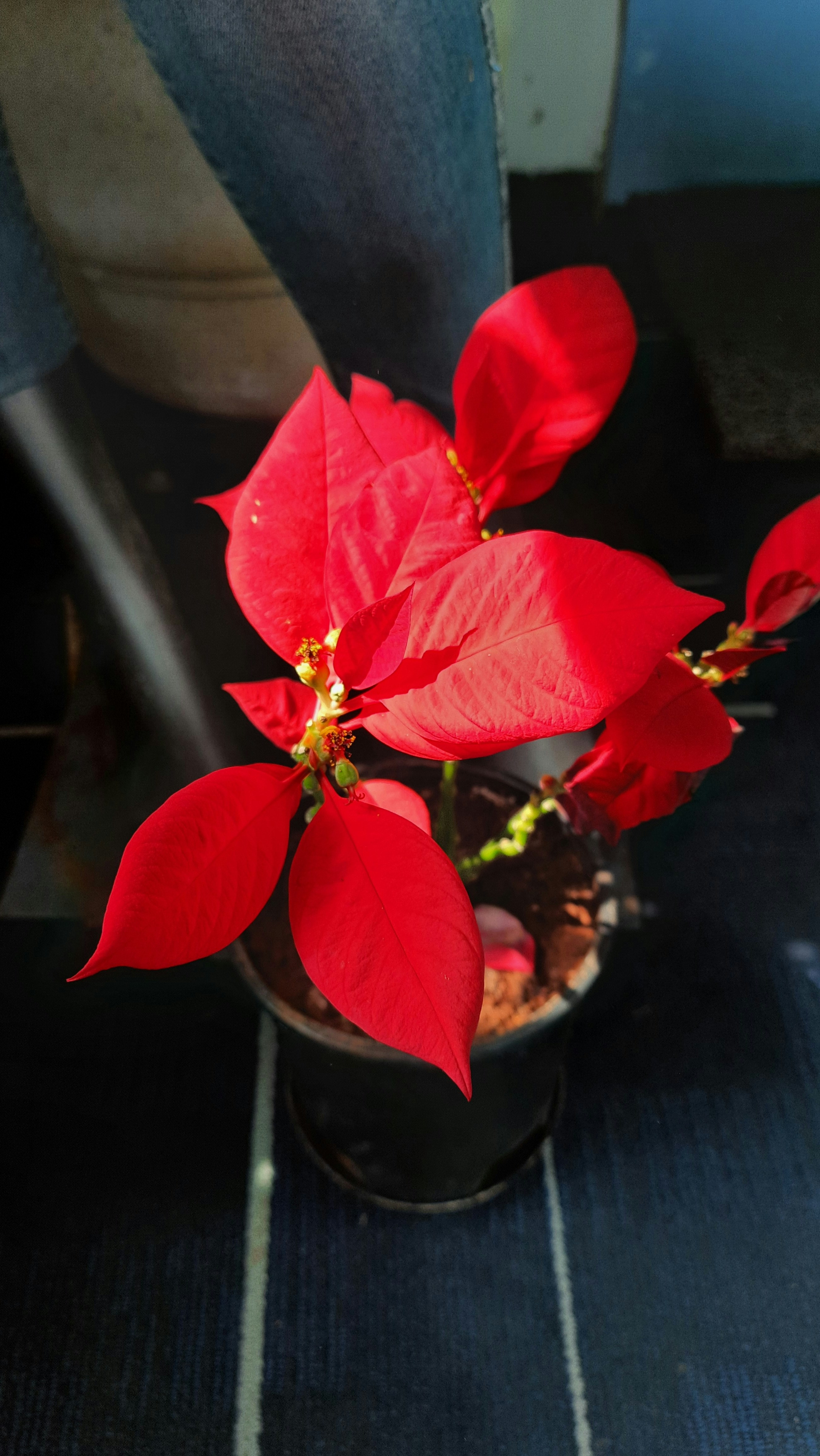 Eine kleine Topfpflanze mit roten Blten darin Foto  Kostenloses Bild zum  Thema Blume auf Unsplash
