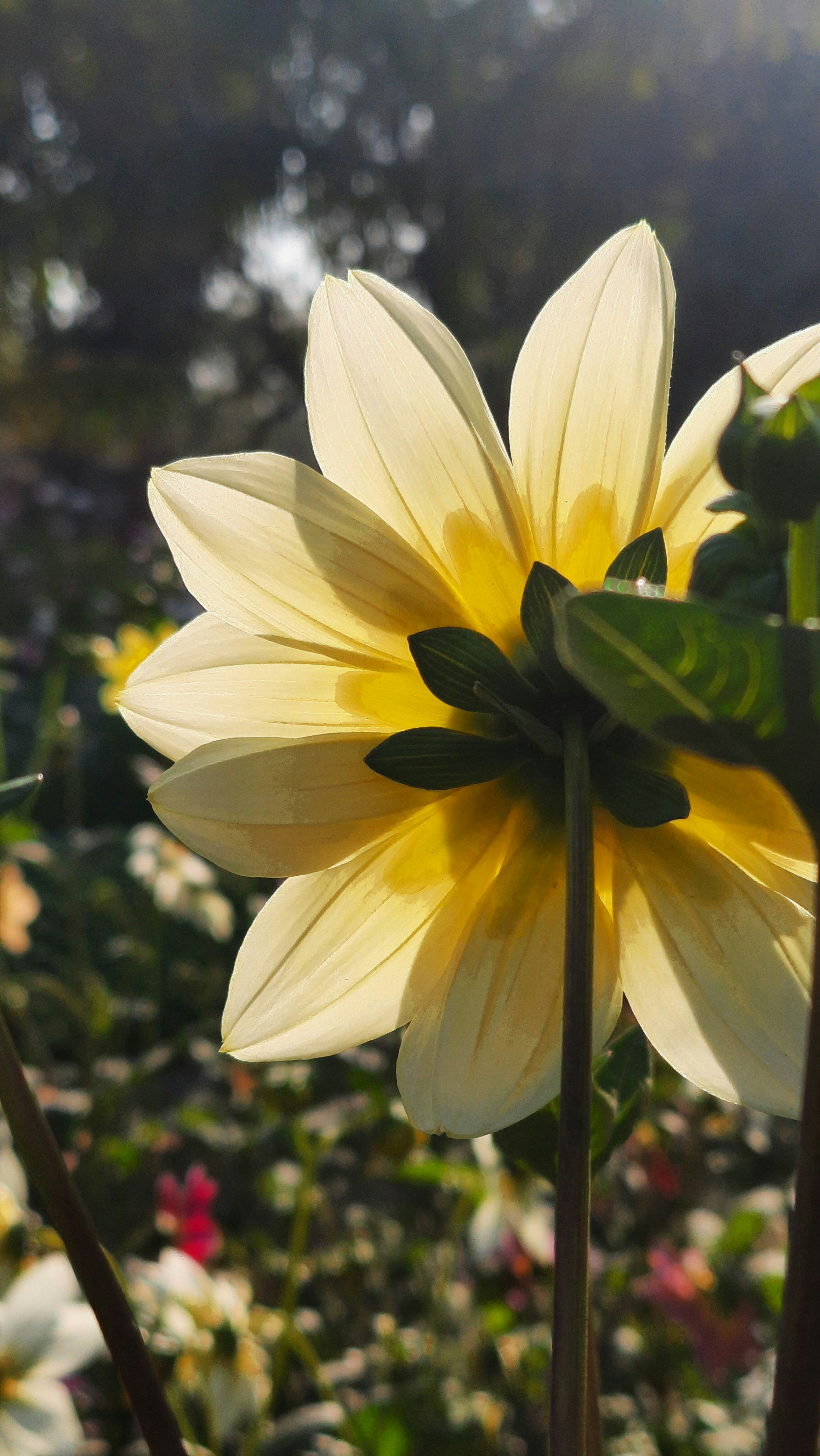 Photo by saurabhkumar4525