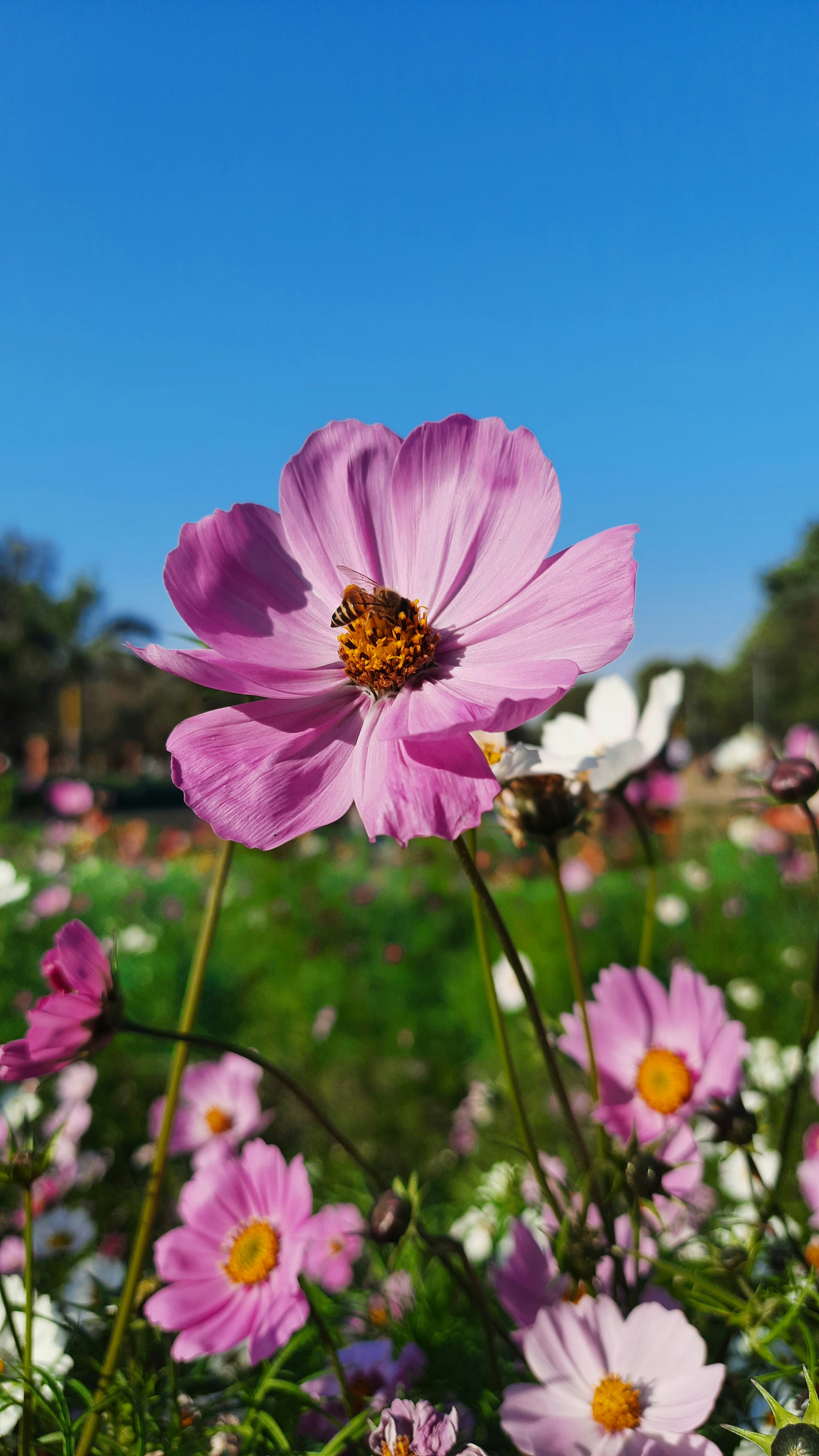 Photo by saurabhkumar4525