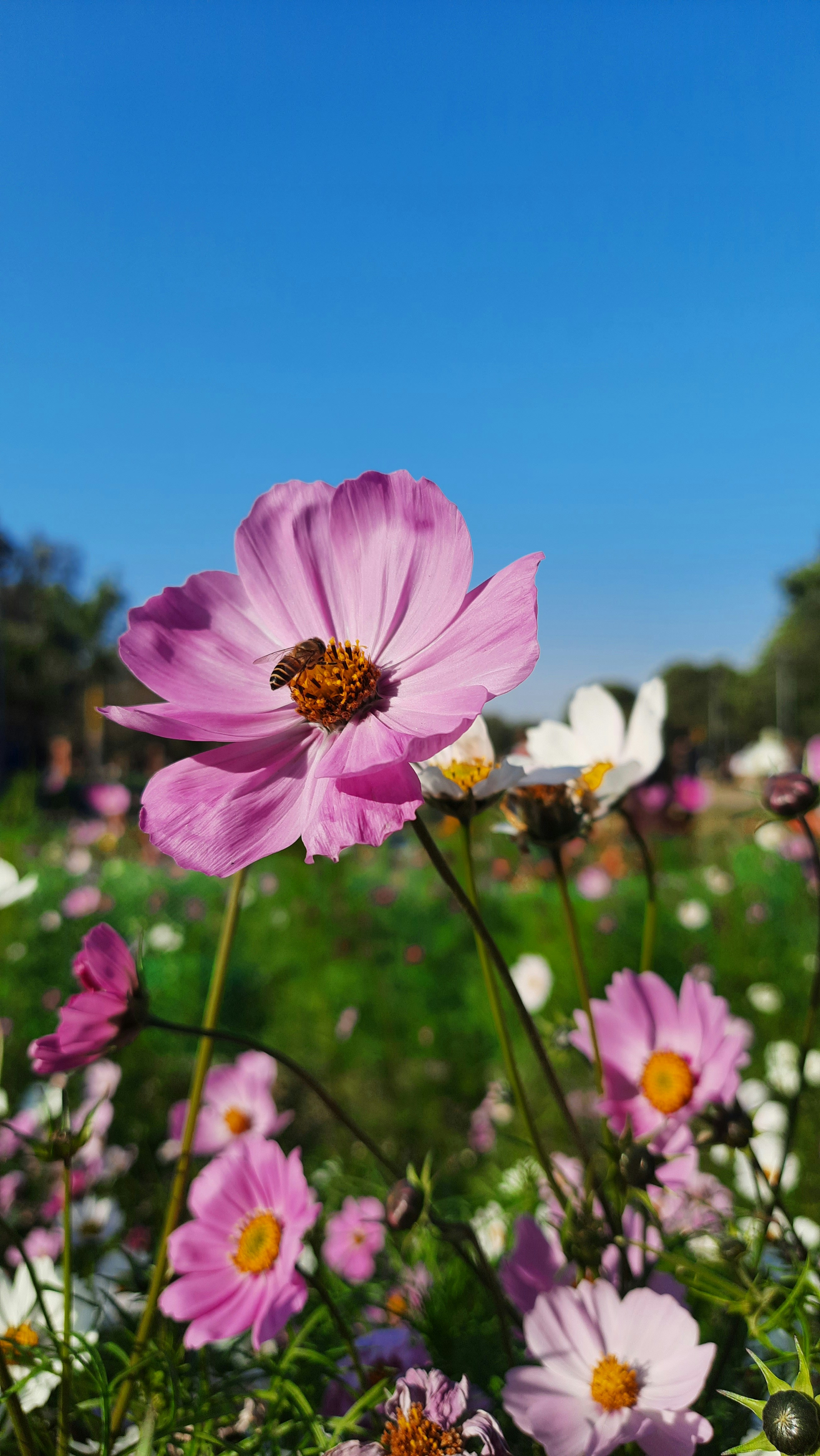 Photo by saurabhkumar4525