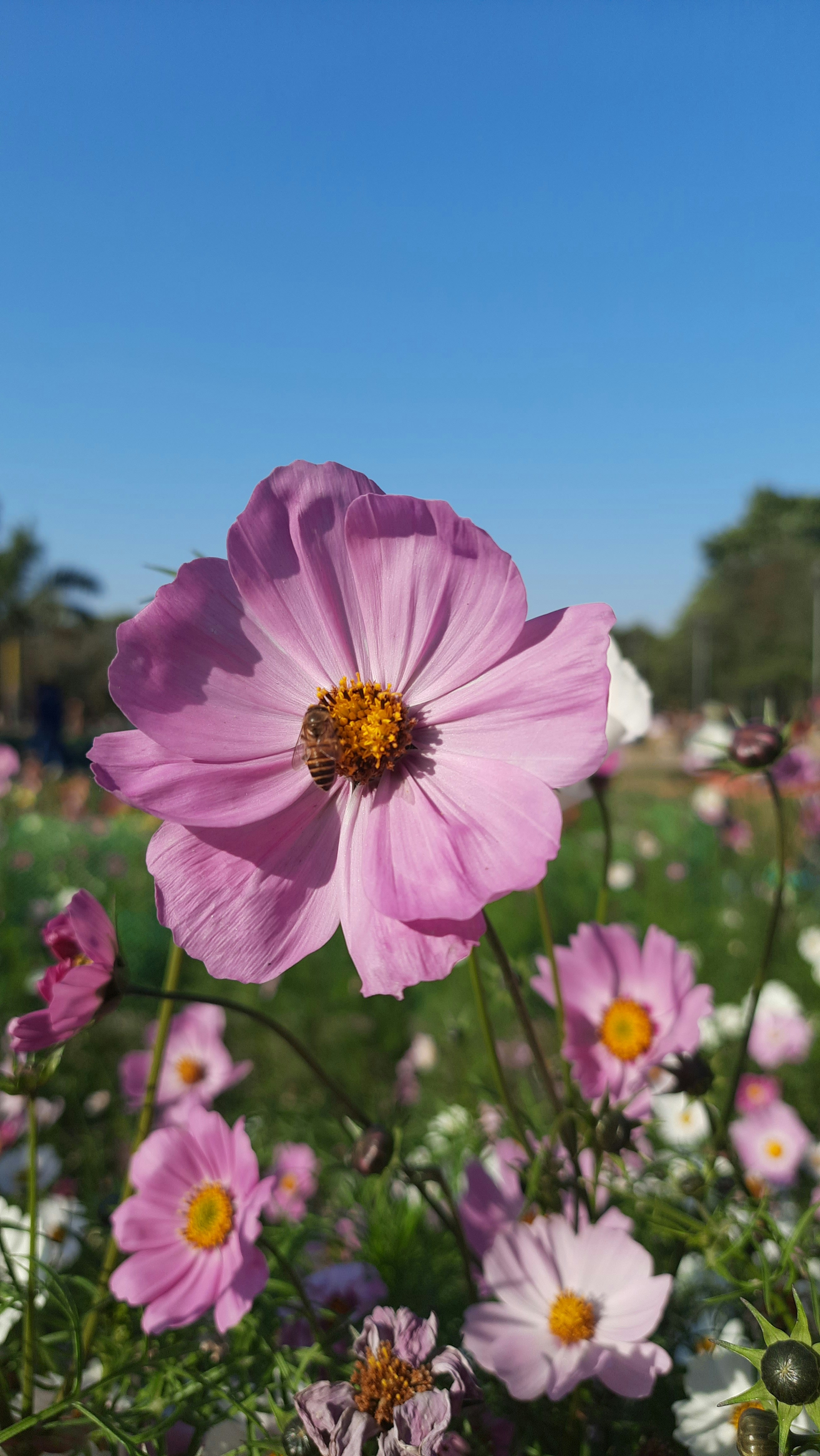 Photo by saurabhkumar4525