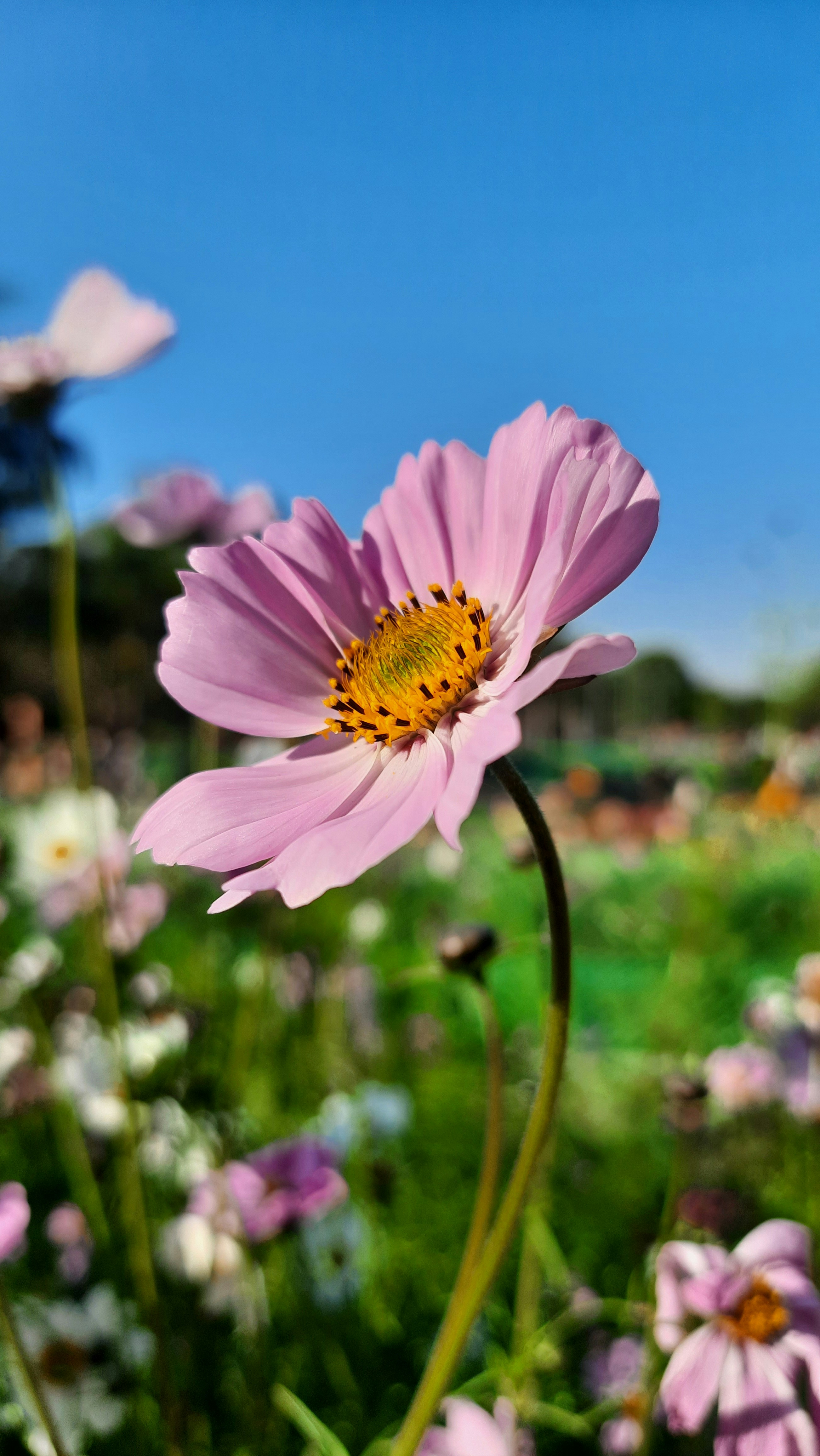 Photo by saurabhkumar4525