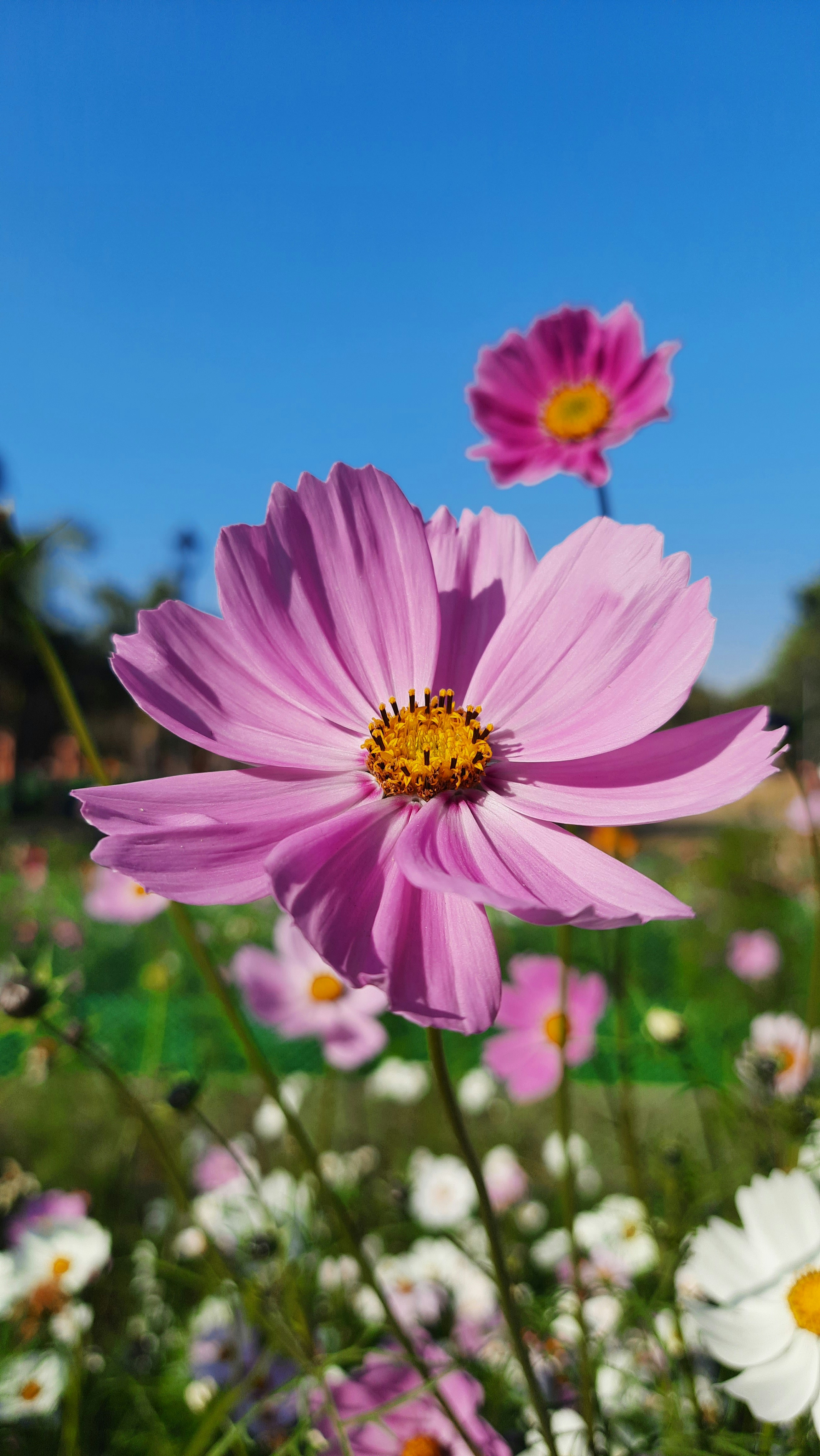 Photo by saurabhkumar4525