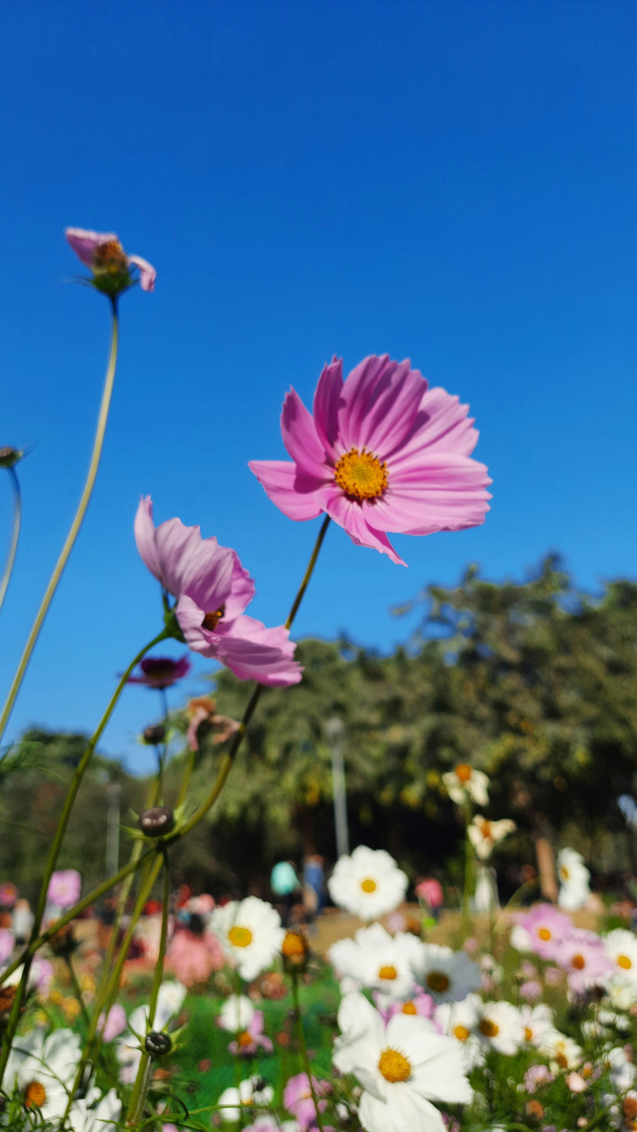 Photo by saurabhkumar4525