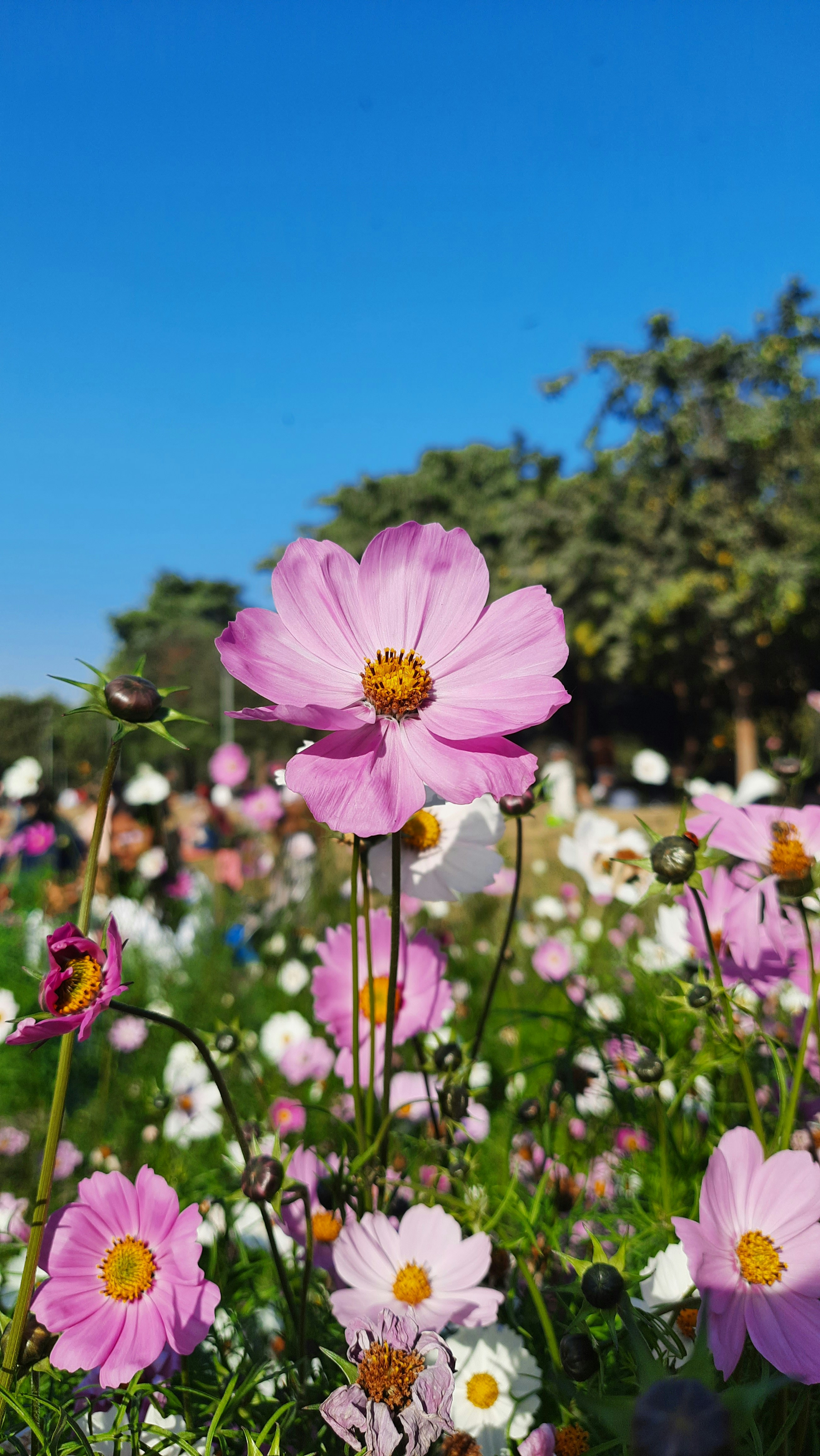 Photo by saurabhkumar4525