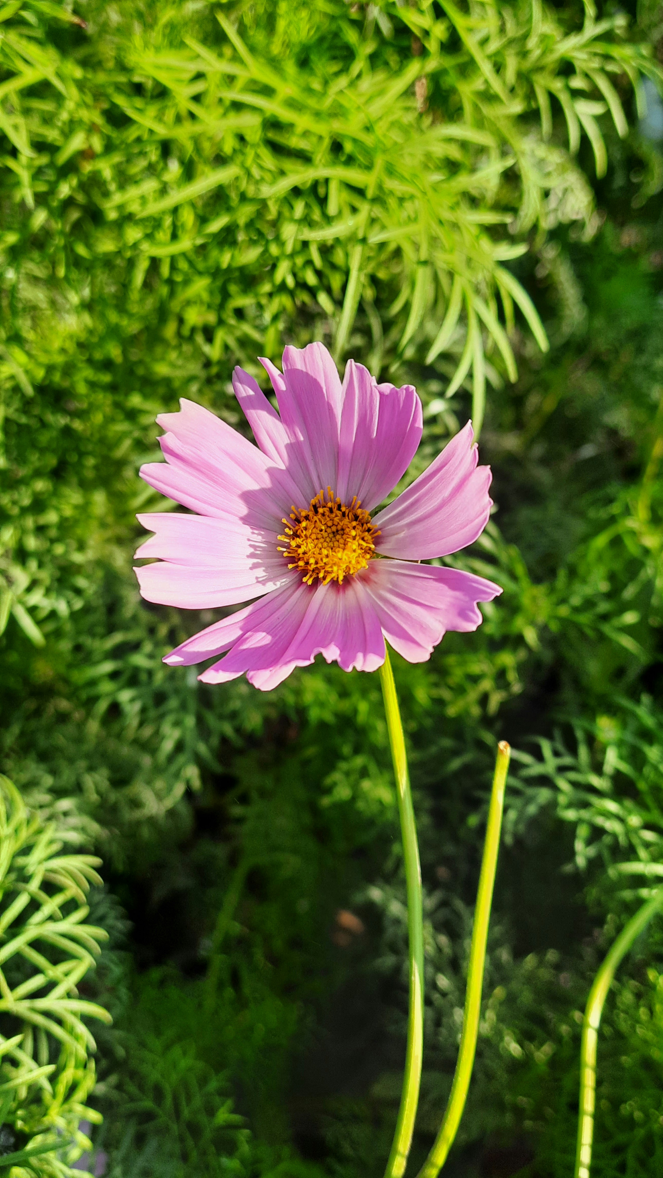 Photo by saurabhkumar4525