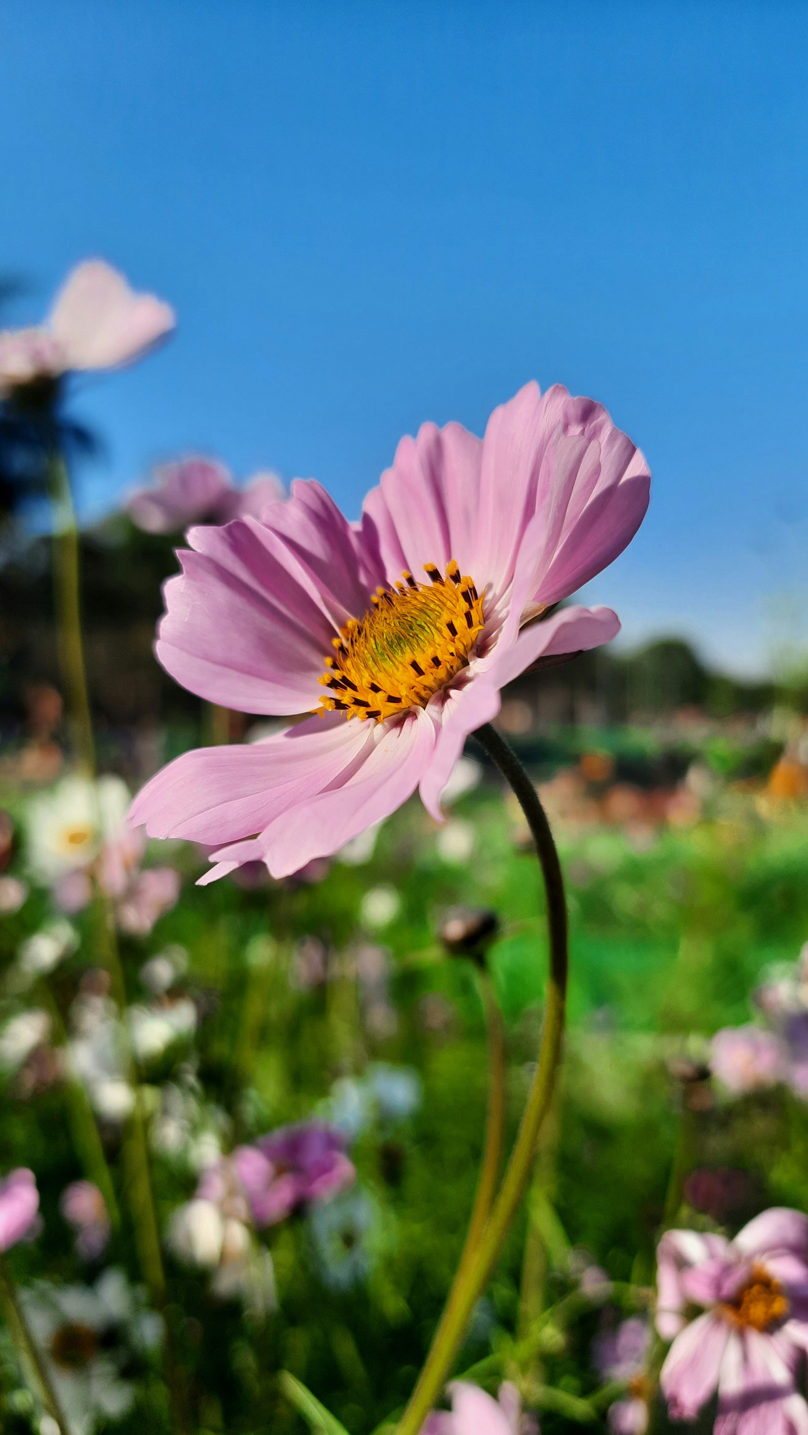 Photo by saurabhkumar4525