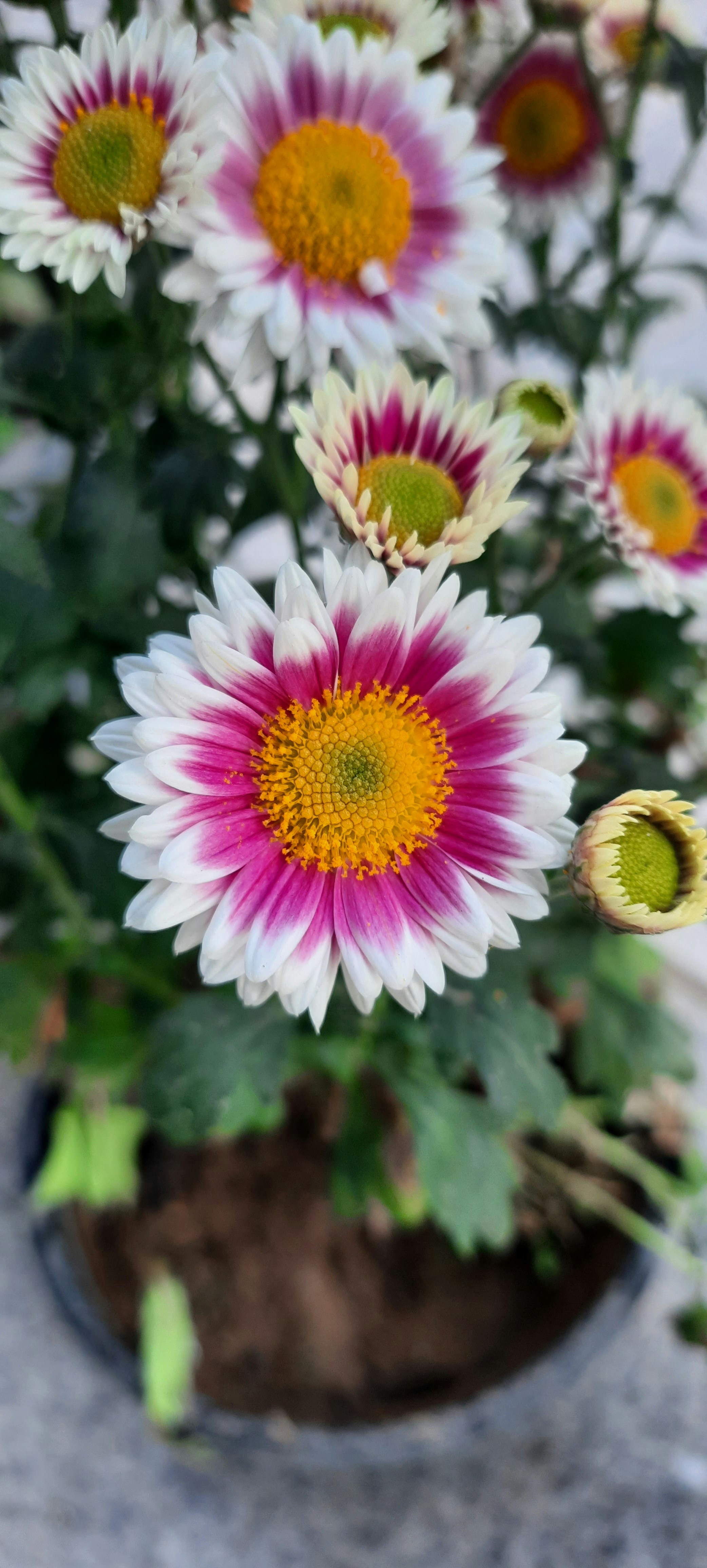 Photo by saurabhkumar4525