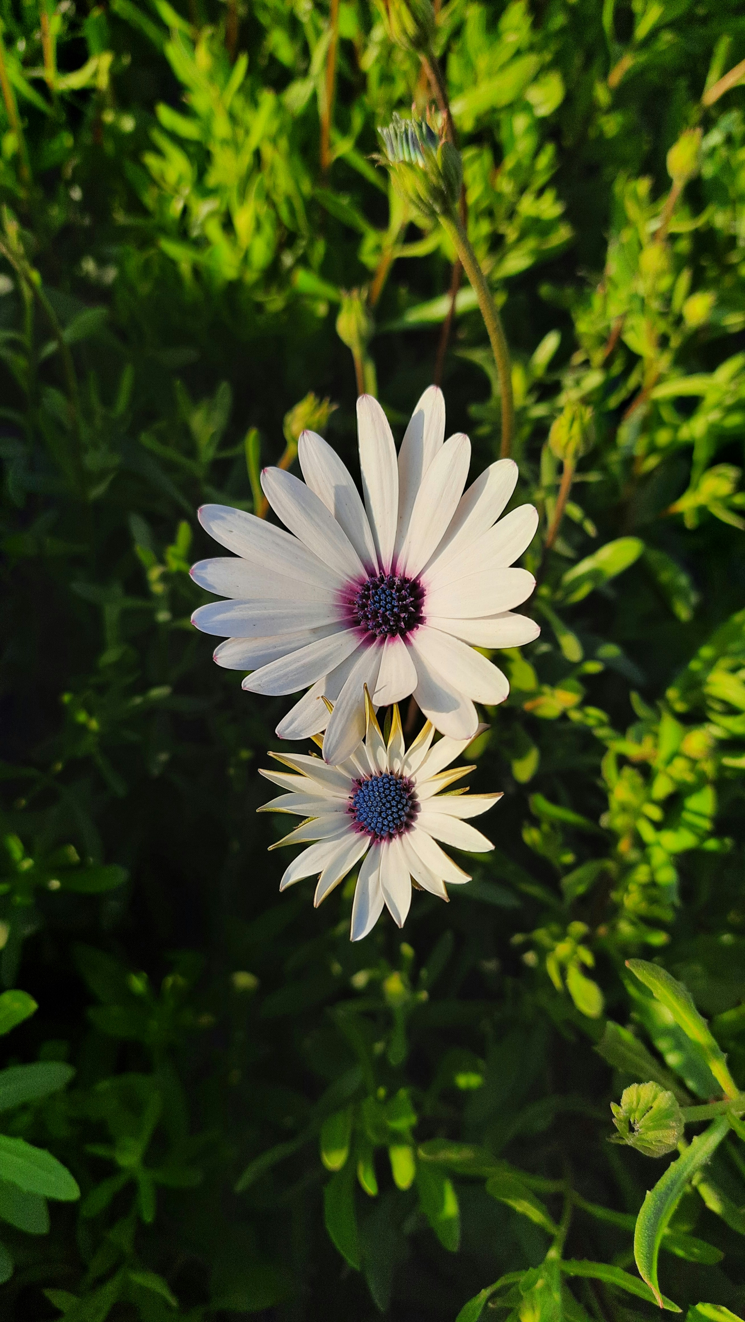 Photo by saurabhkumar4525