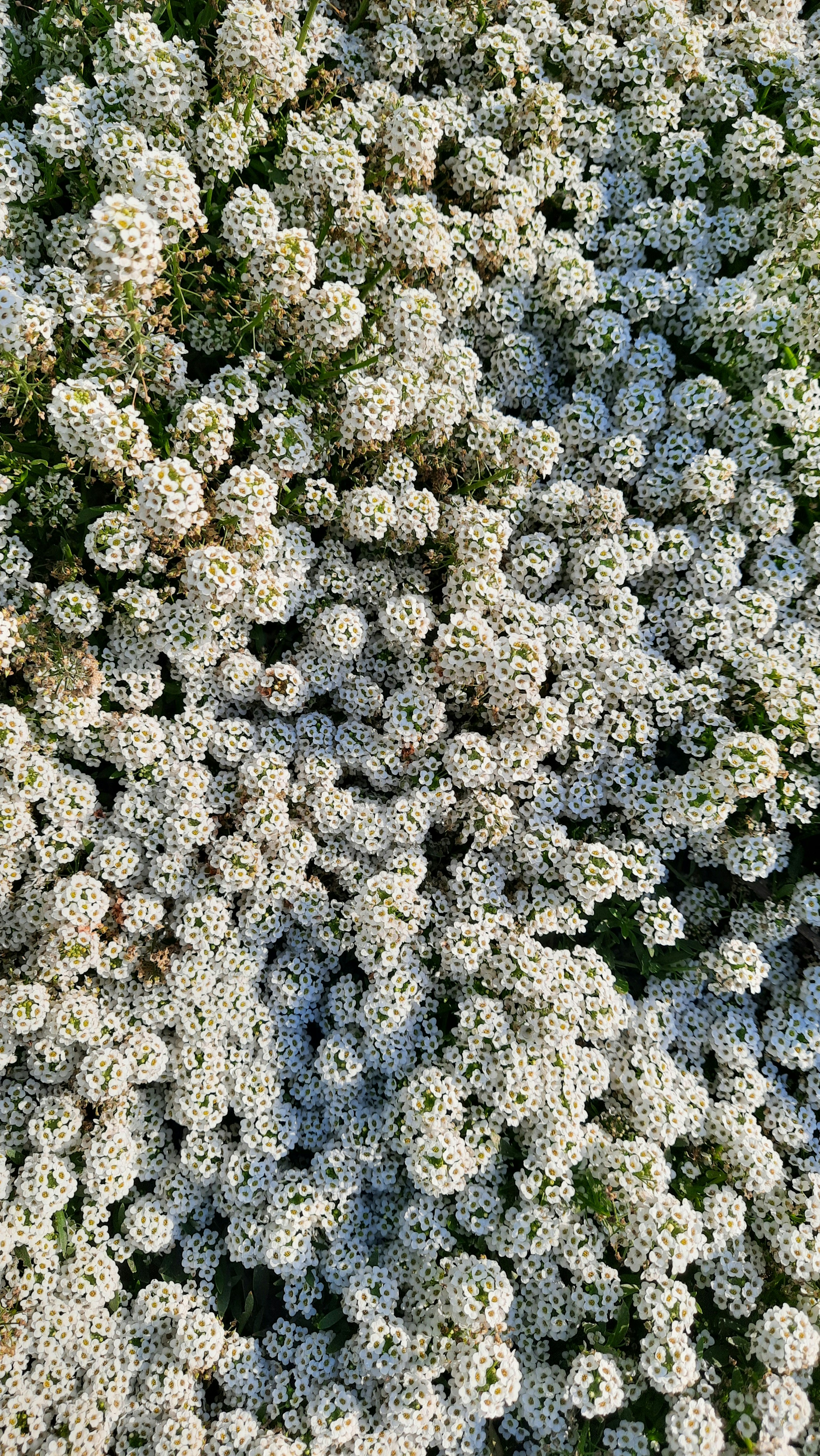 Photo by saurabhkumar4525