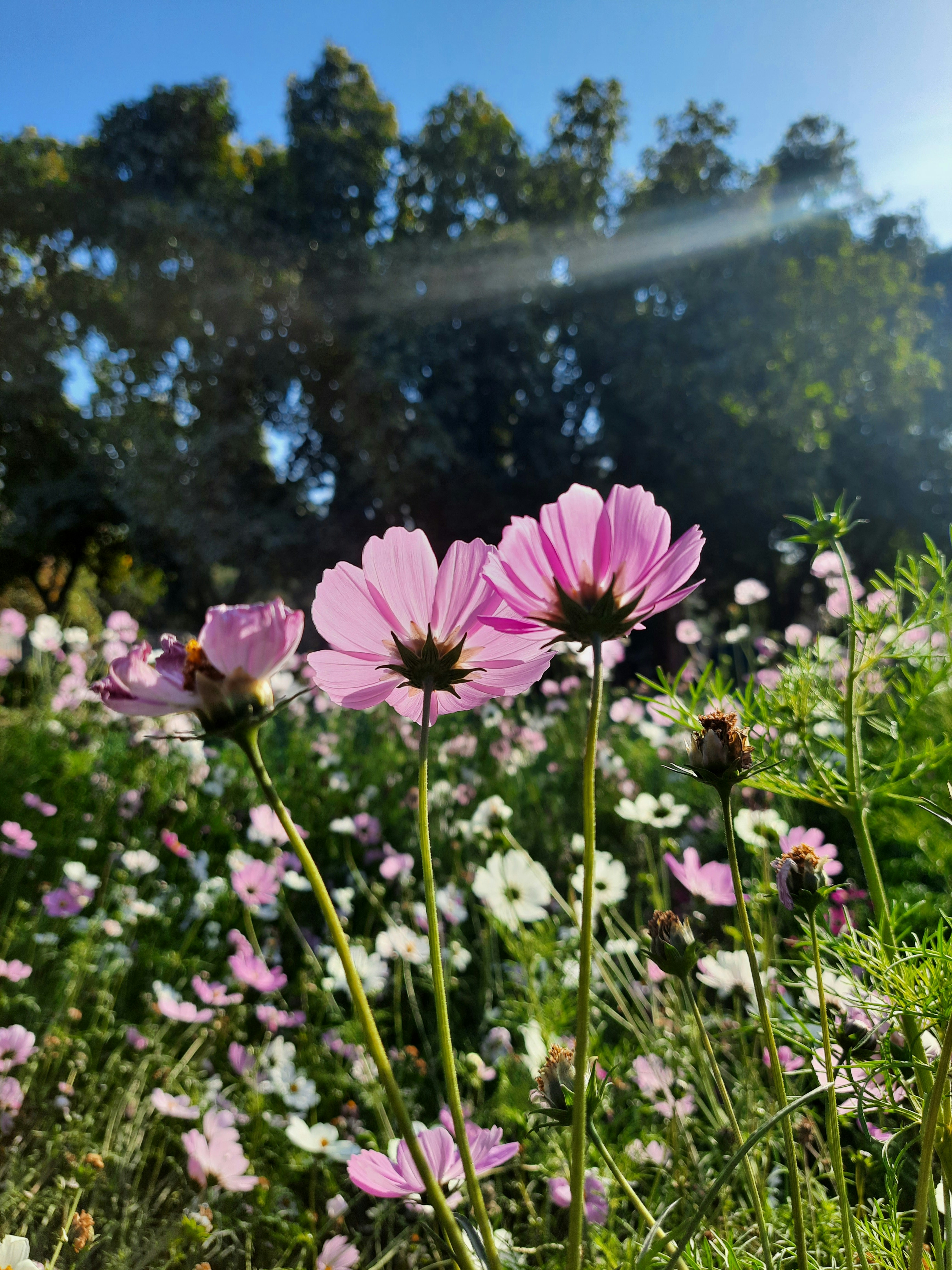 Photo by saurabhkumar4525