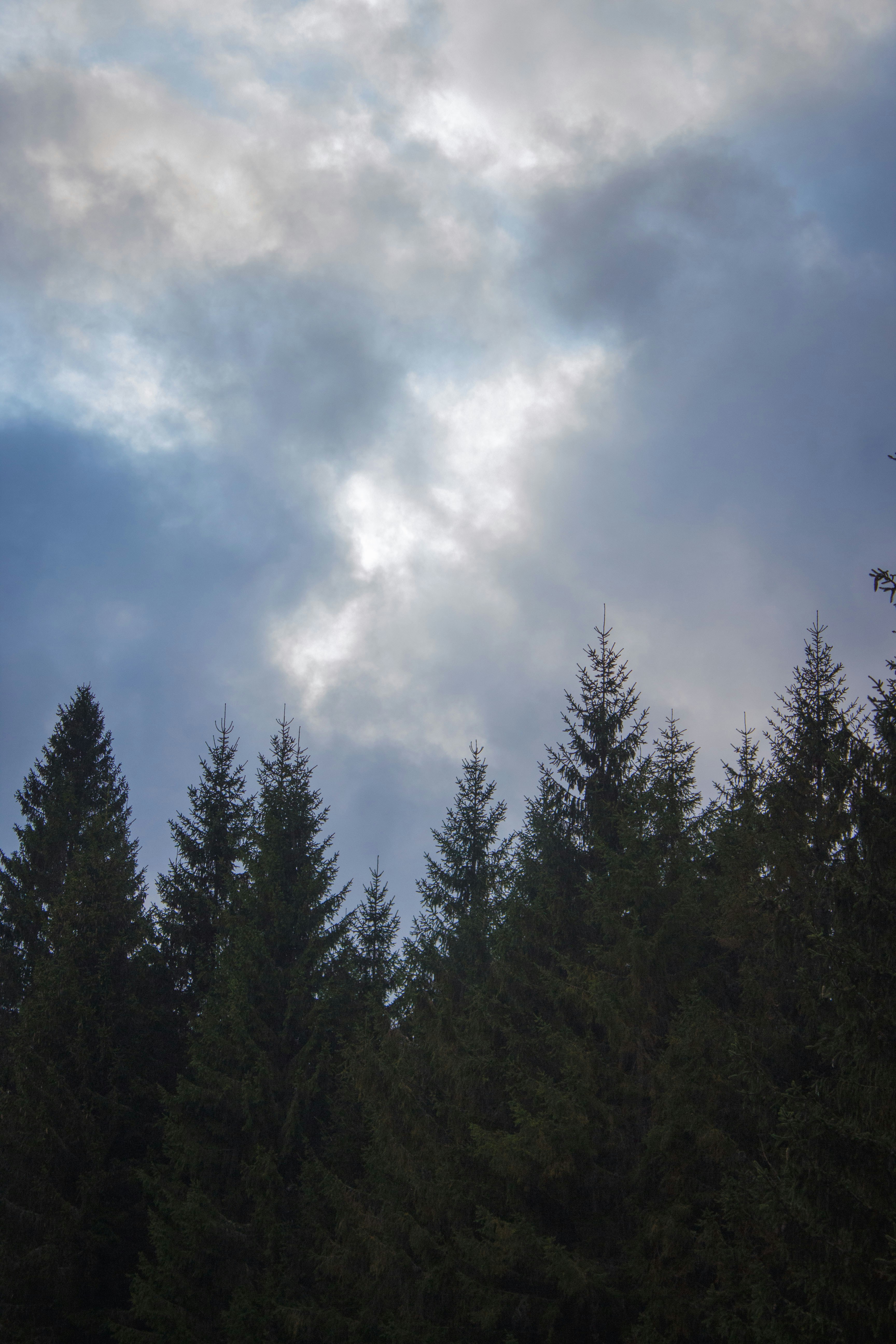 A group of pine trees under a cloudy sky photo – Free Sky Image on Unsplash