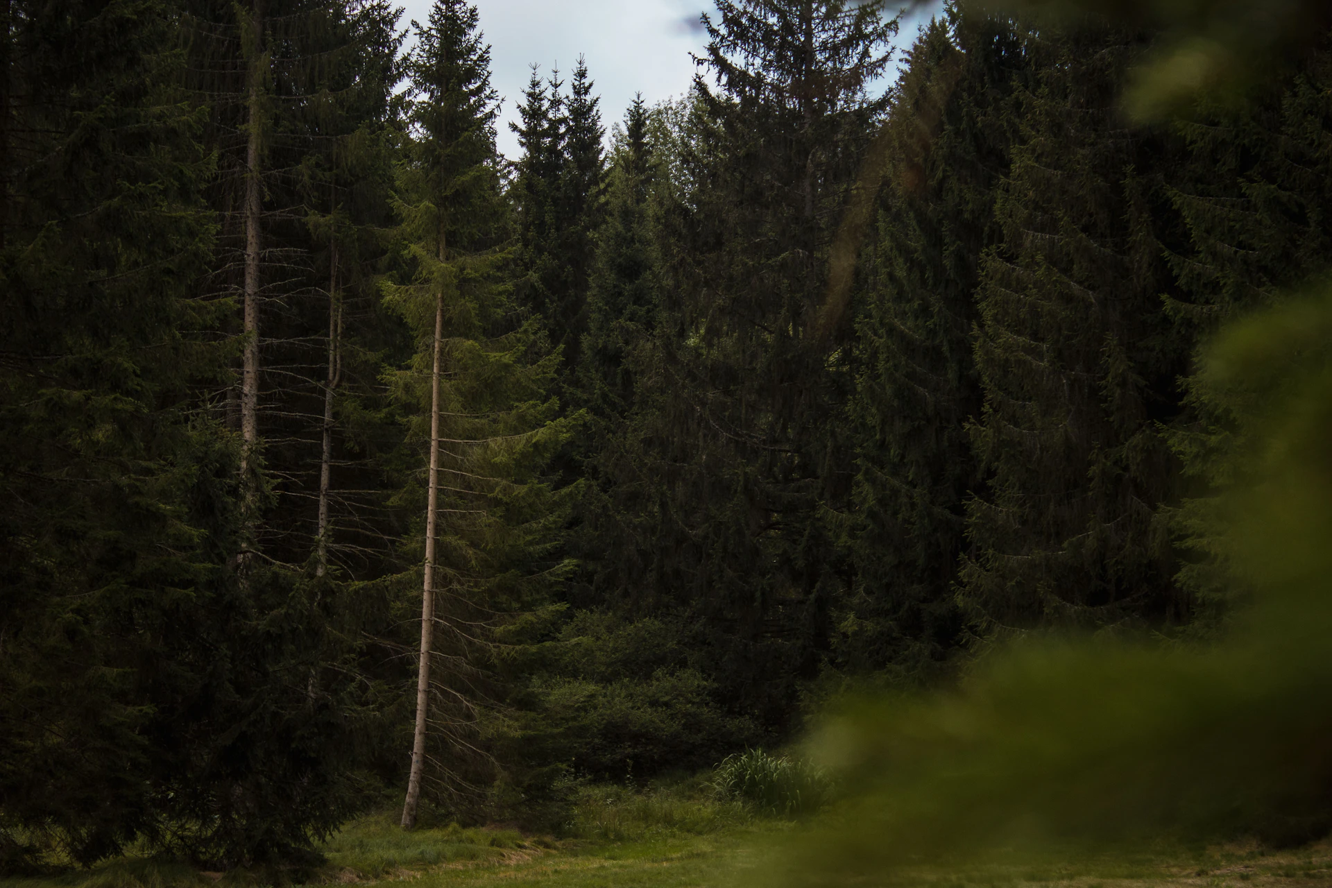 A forest filled with lots of tall trees