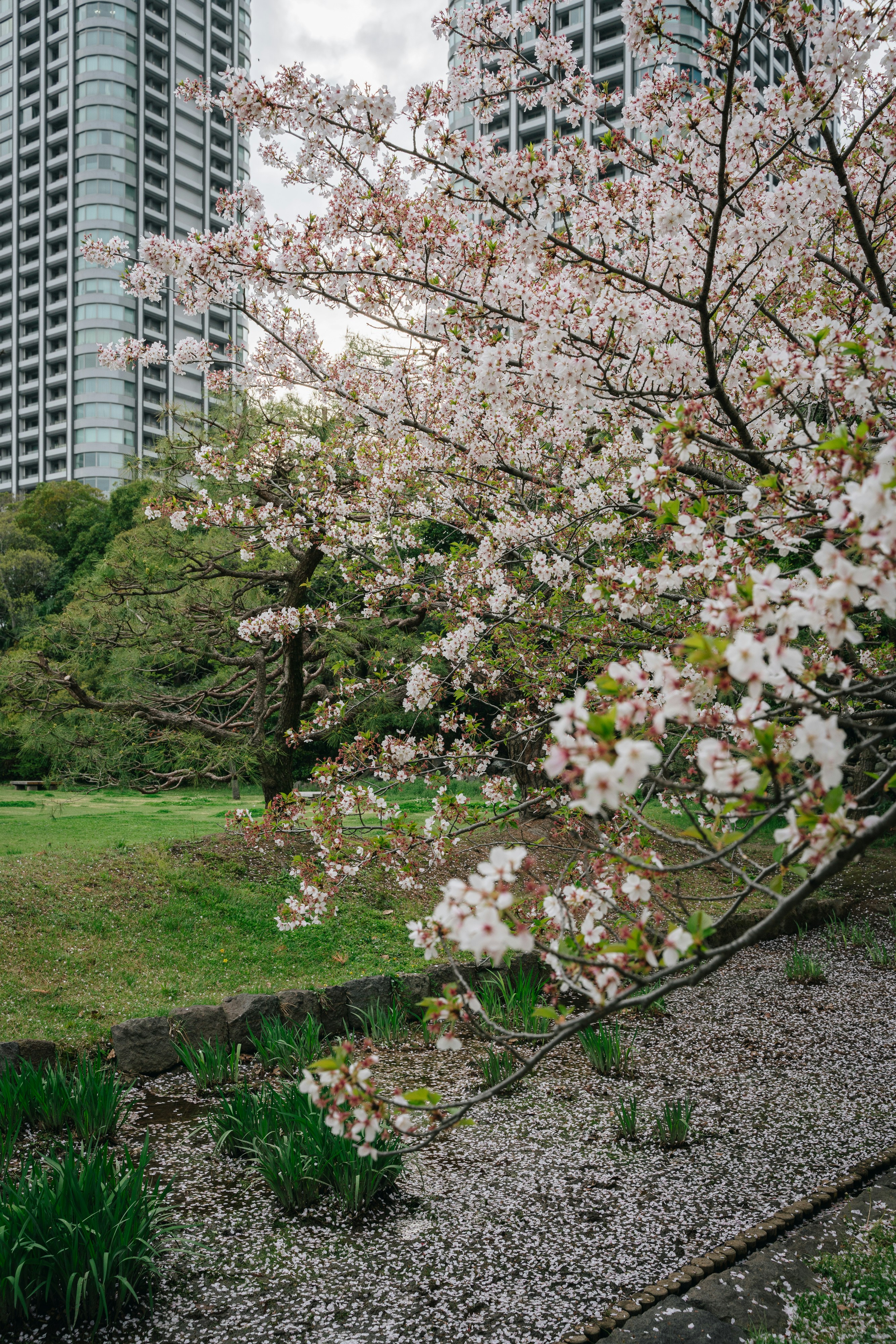 A park with lots of trees and flowers
