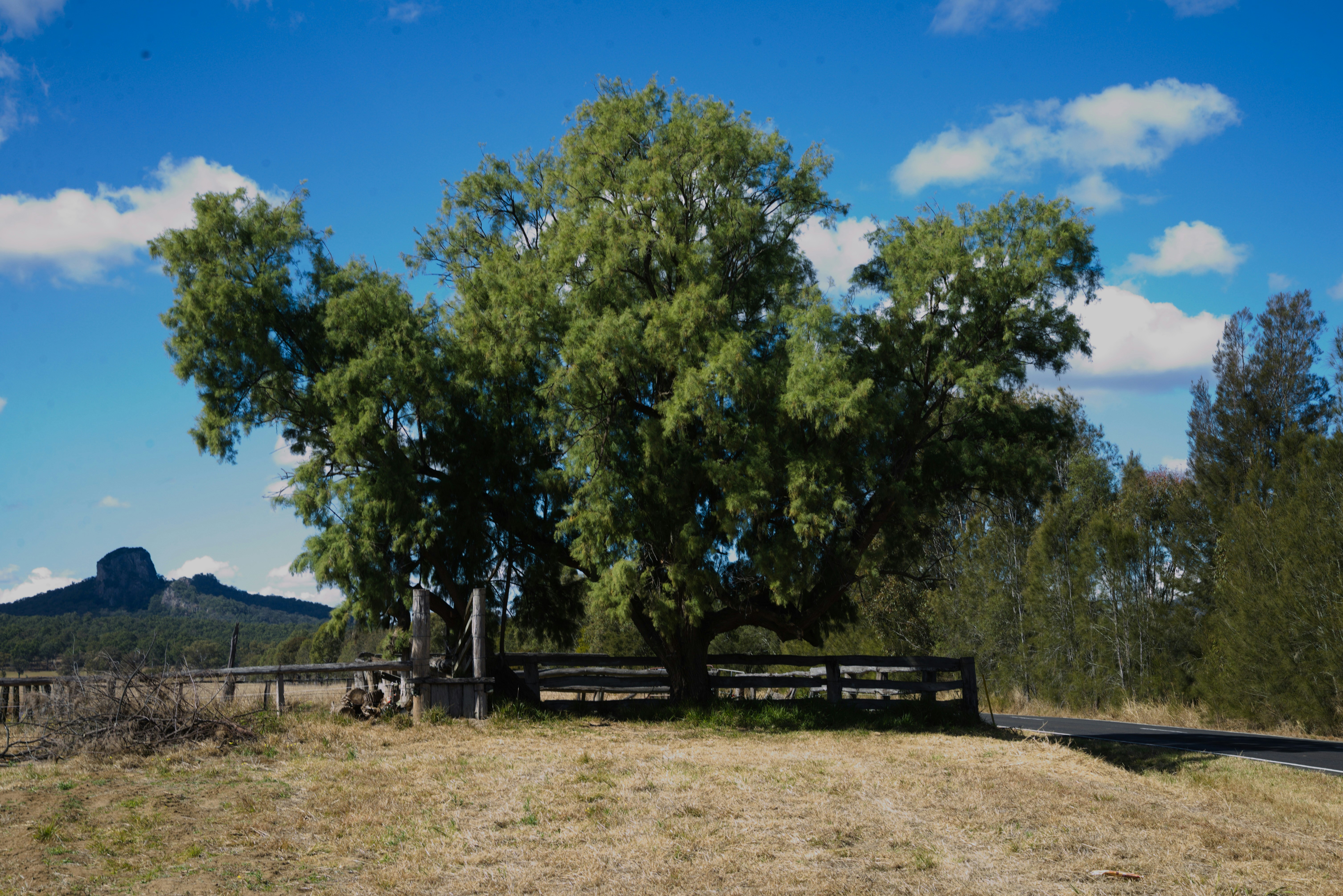 Uma grande árvore sentada na beira de uma estrada
