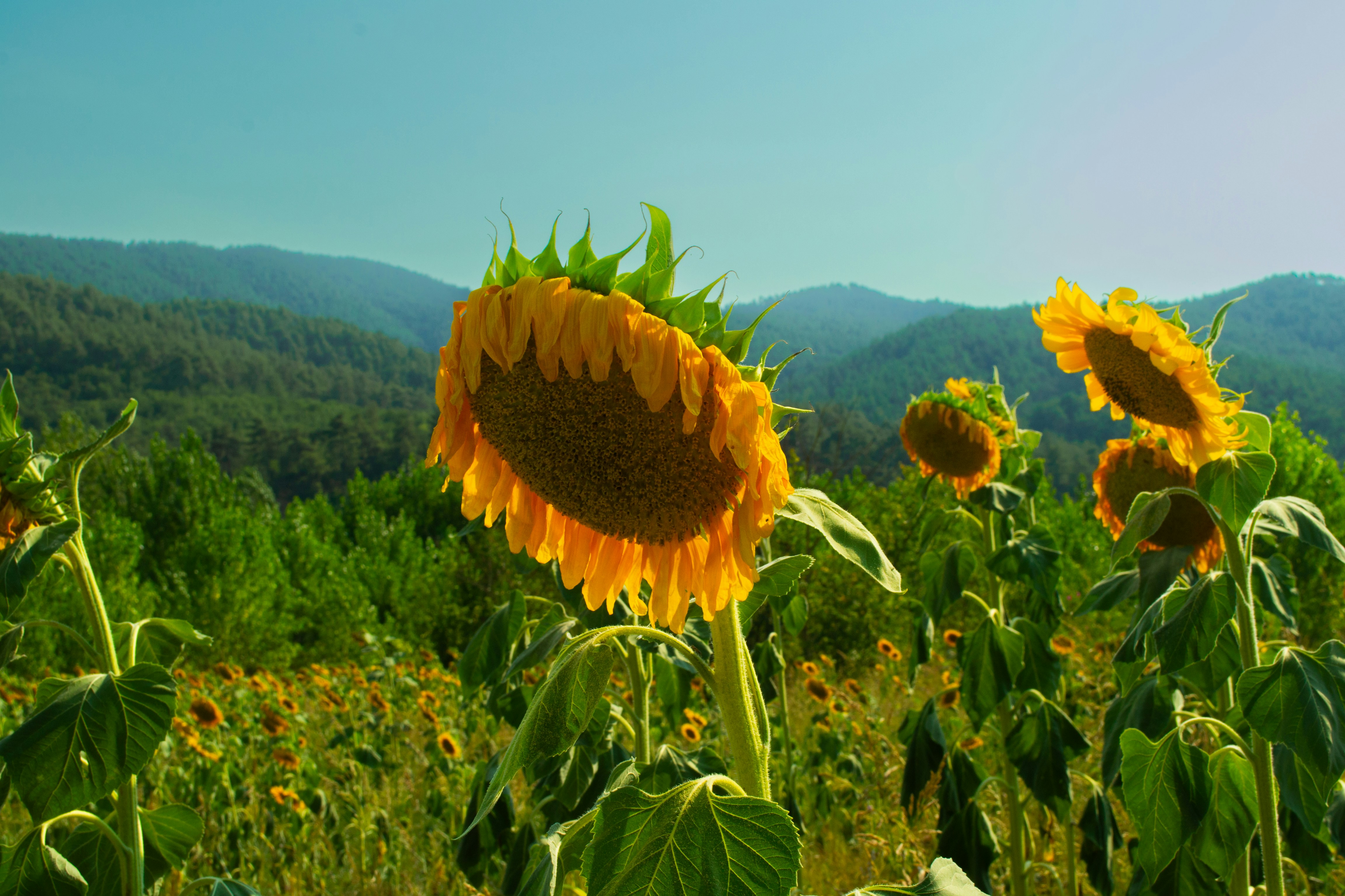 Photo by ahmettergen