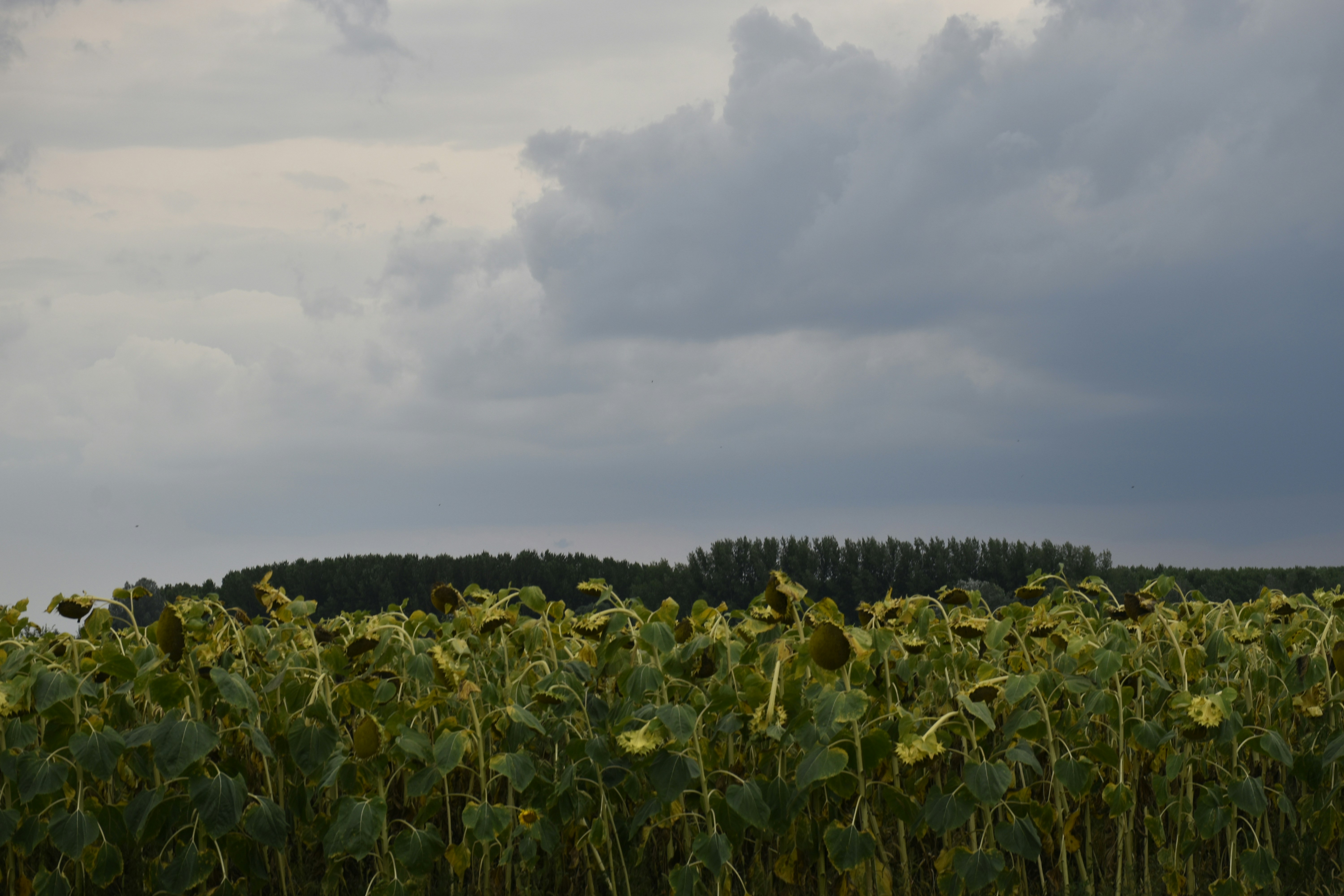 Photo by znphotogarphy