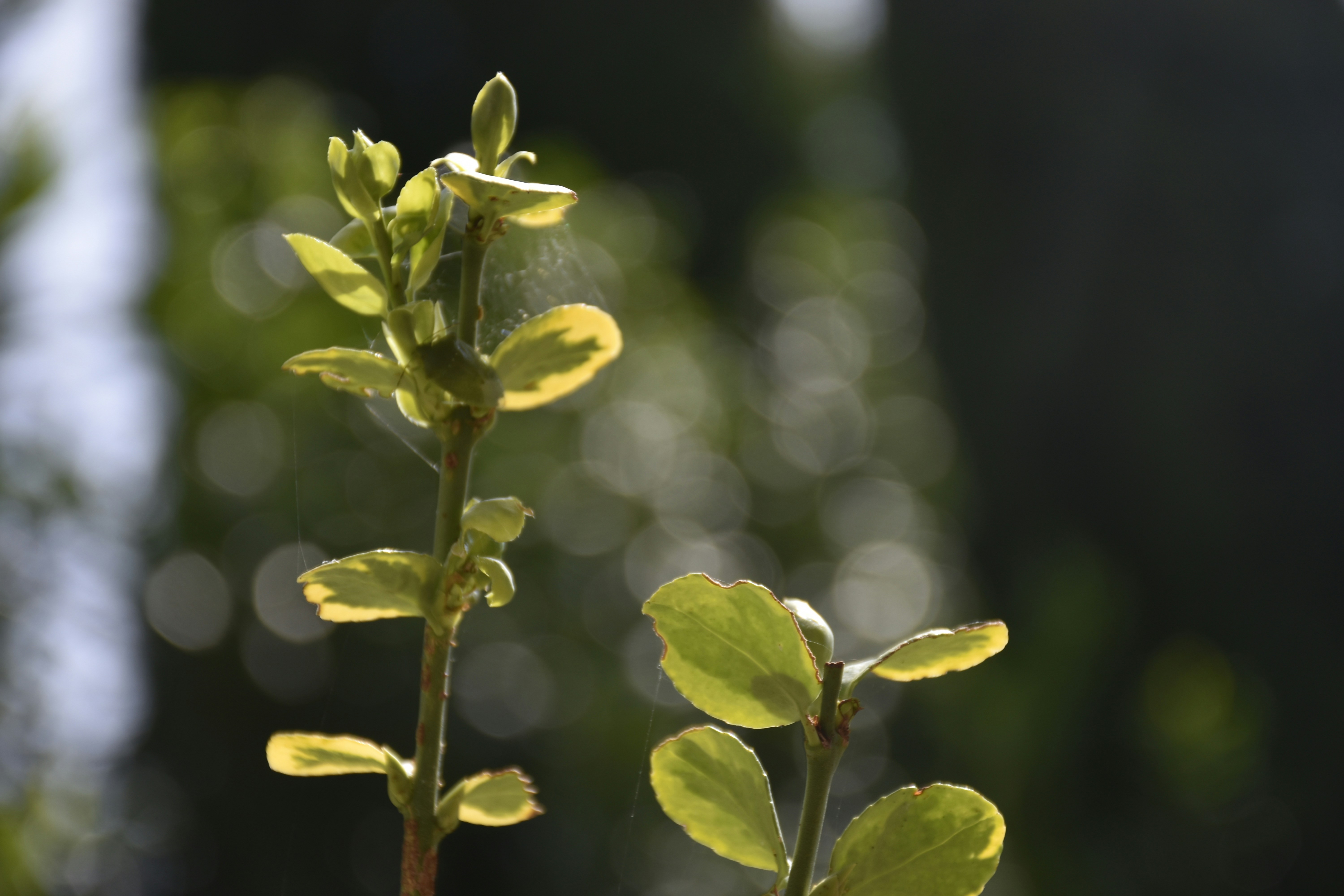 Photo by znphotogarphy