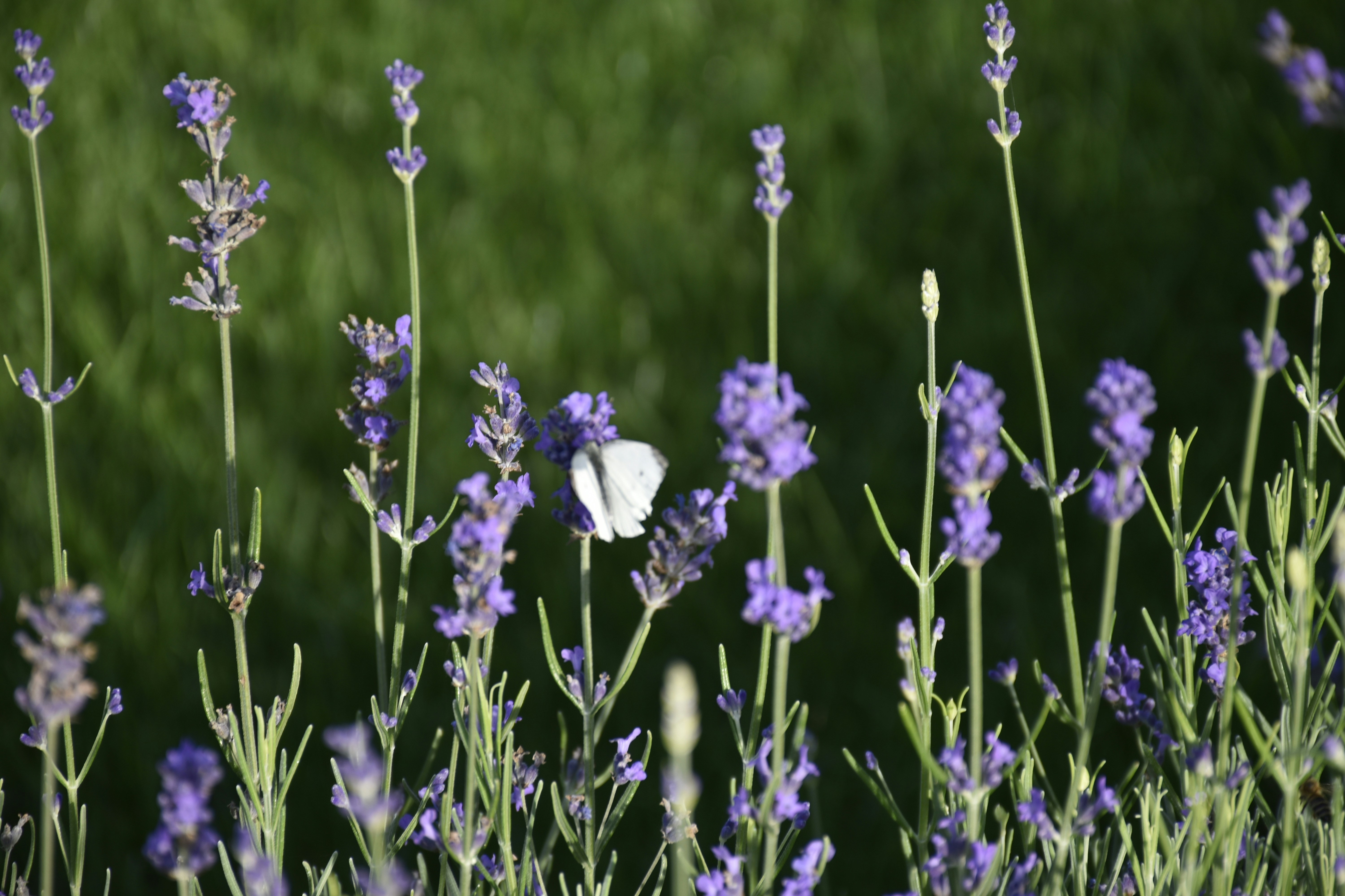 Photo by znphotogarphy