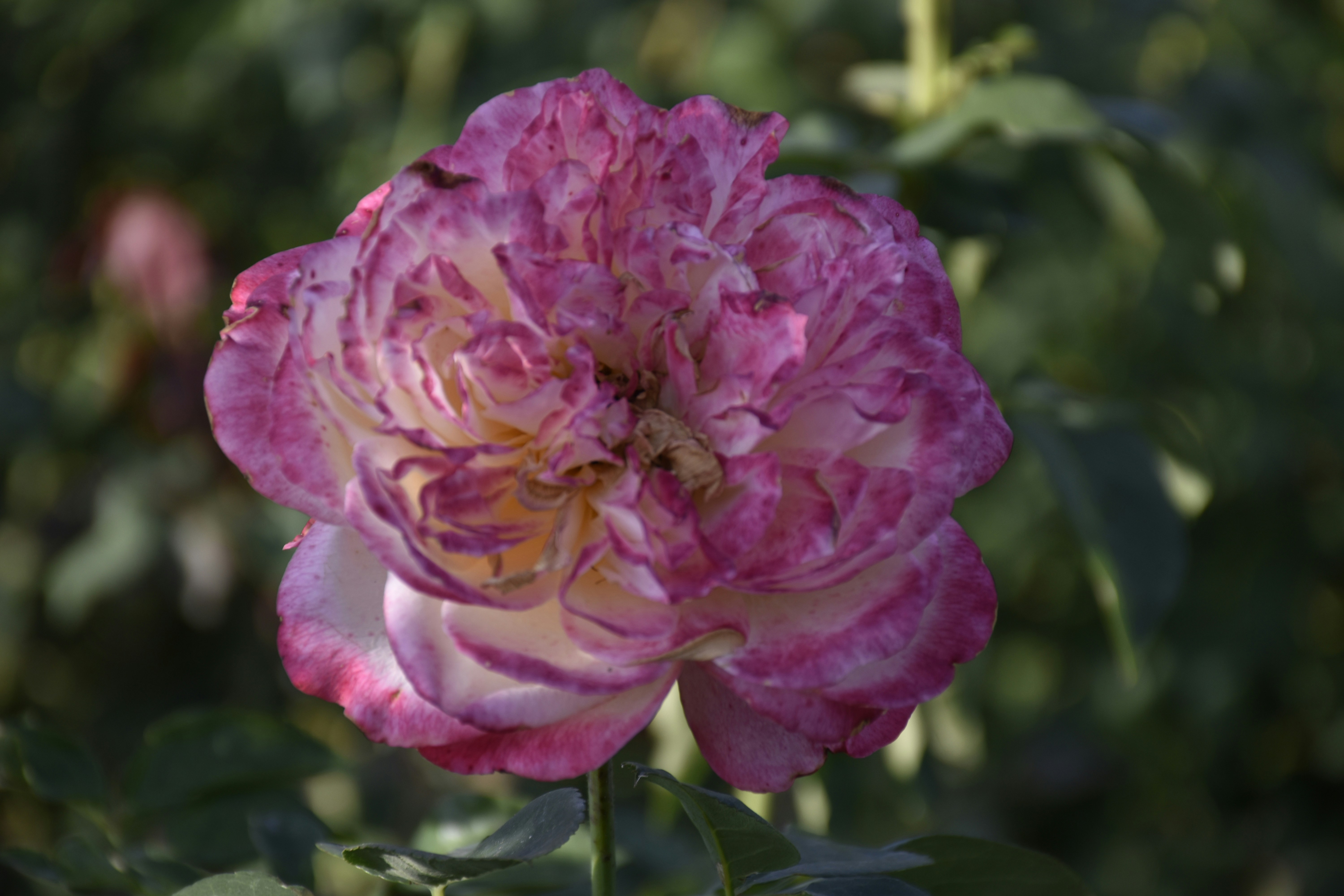 Photo by znphotogarphy