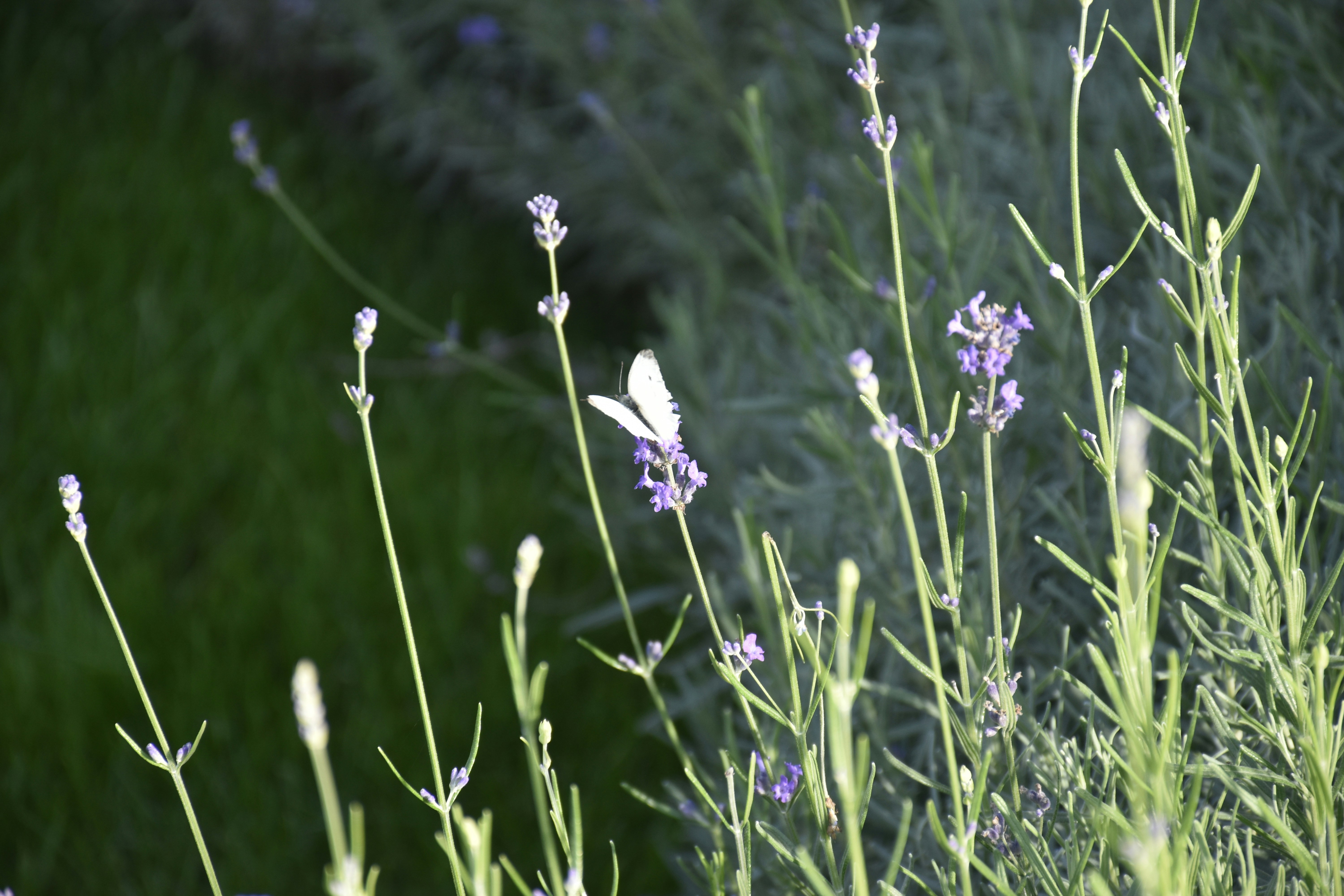 Photo by znphotogarphy