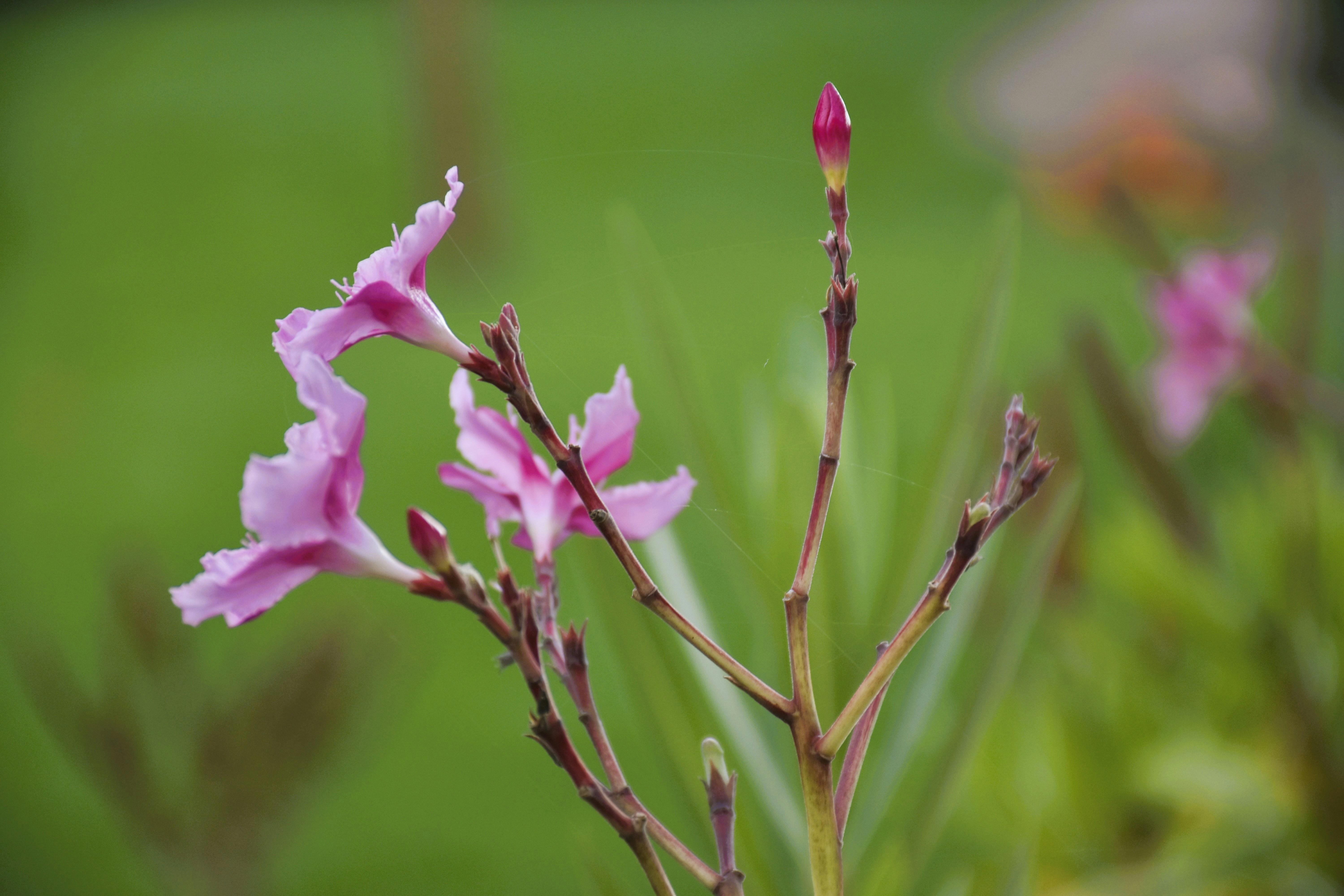 Photo by znphotogarphy