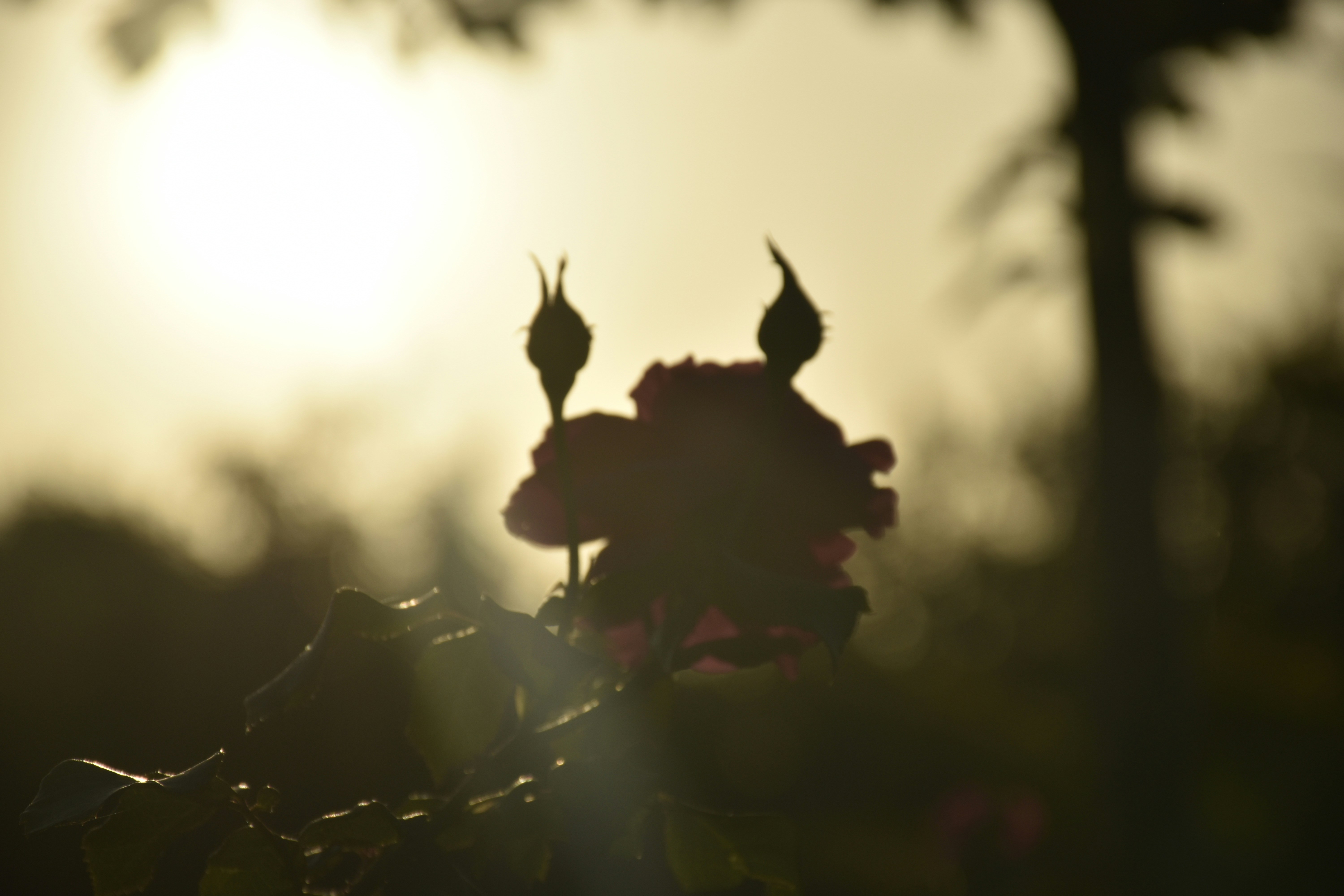 Photo by znphotogarphy