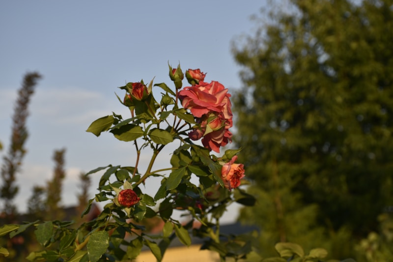 Rosegardening