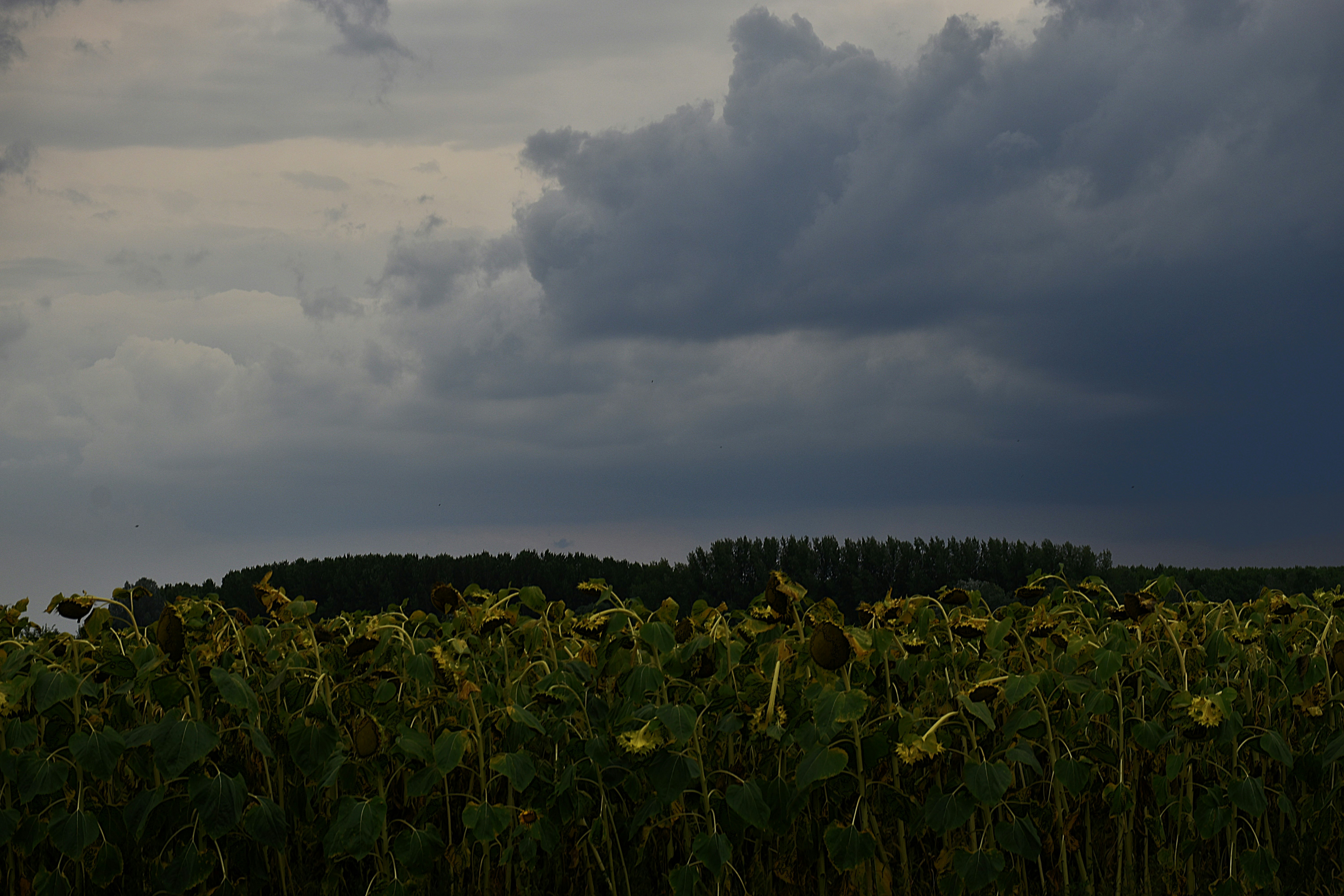 Photo by znphotogarphy