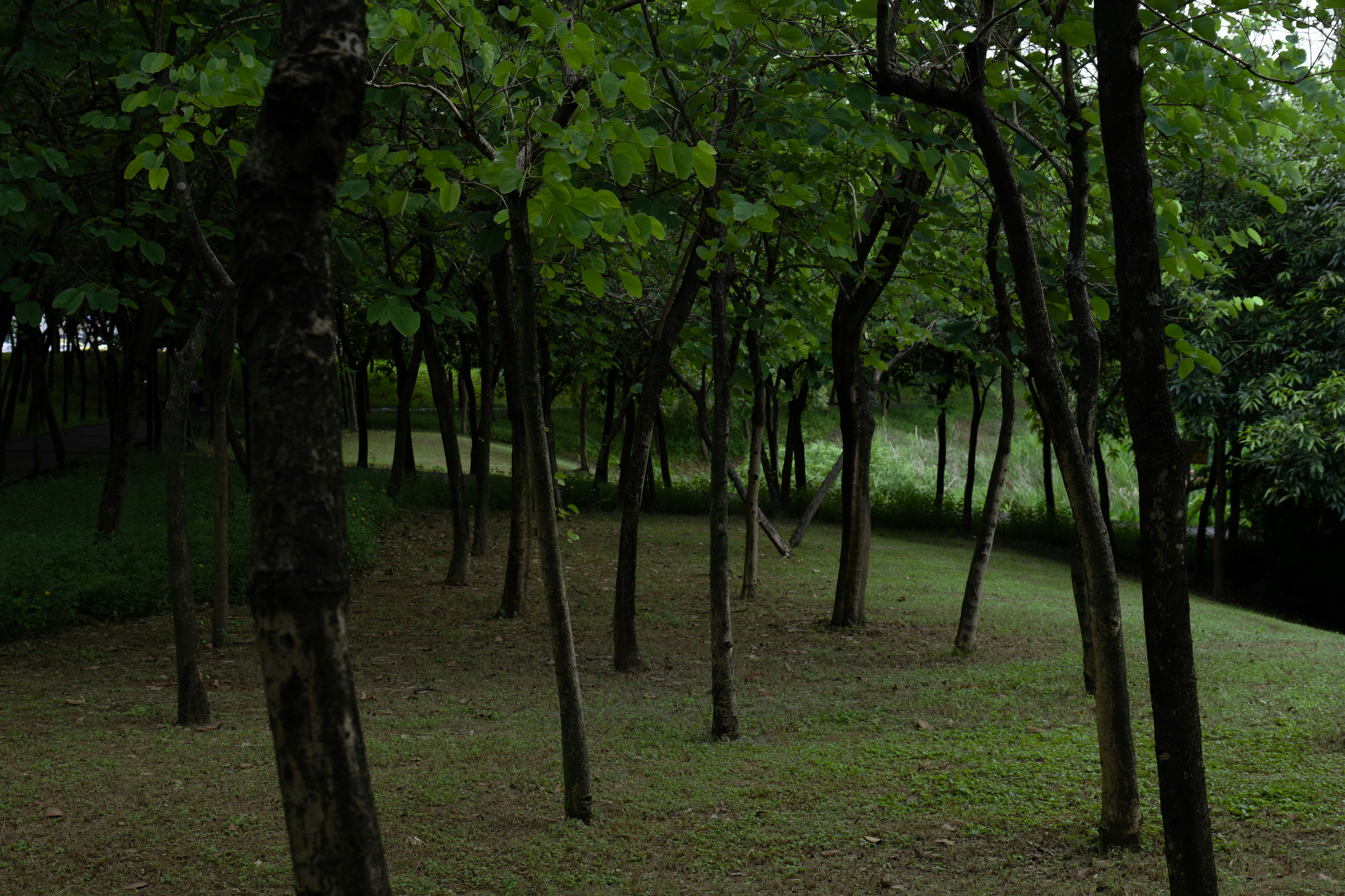Baer Park
