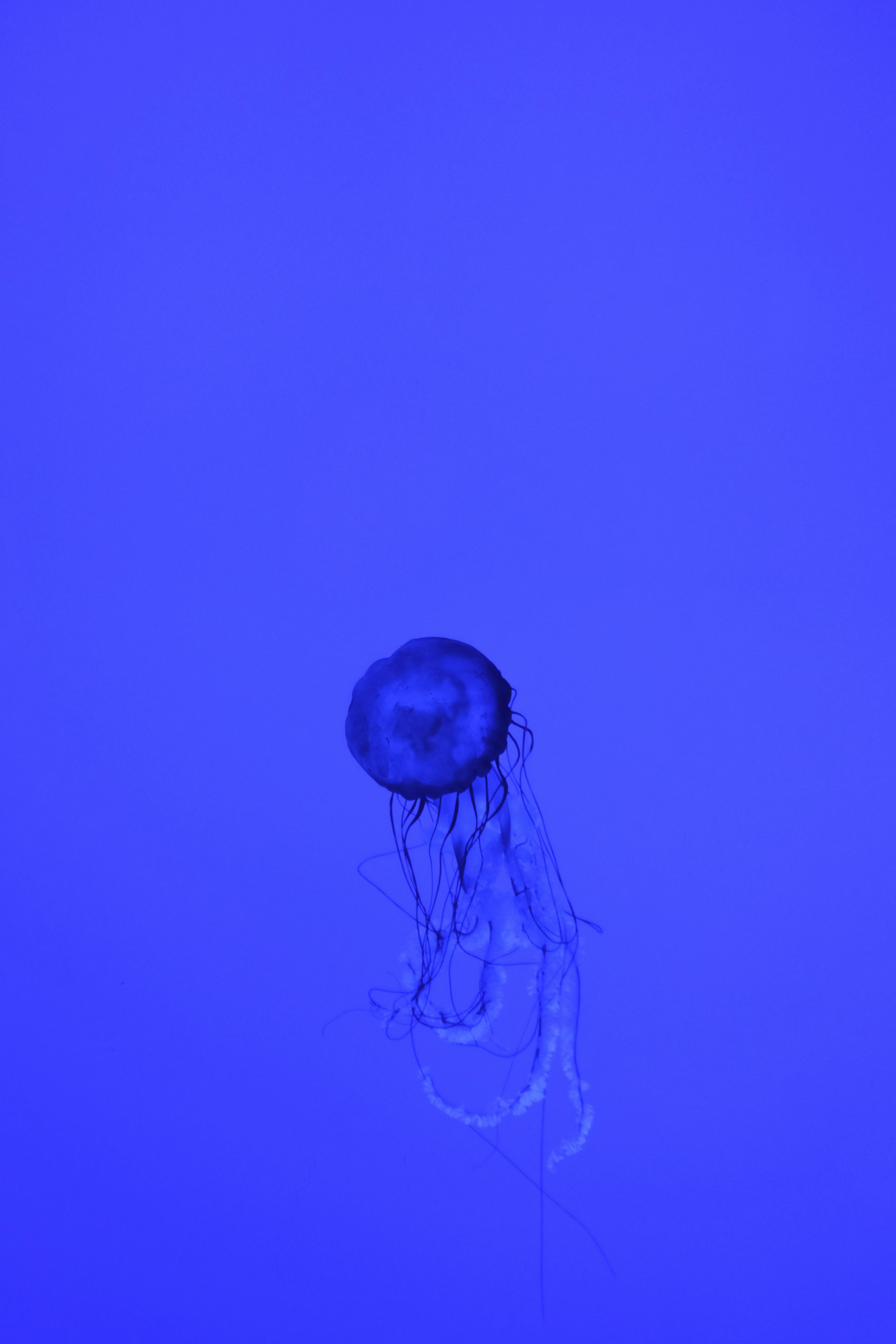A blue jellyfish floating in the water