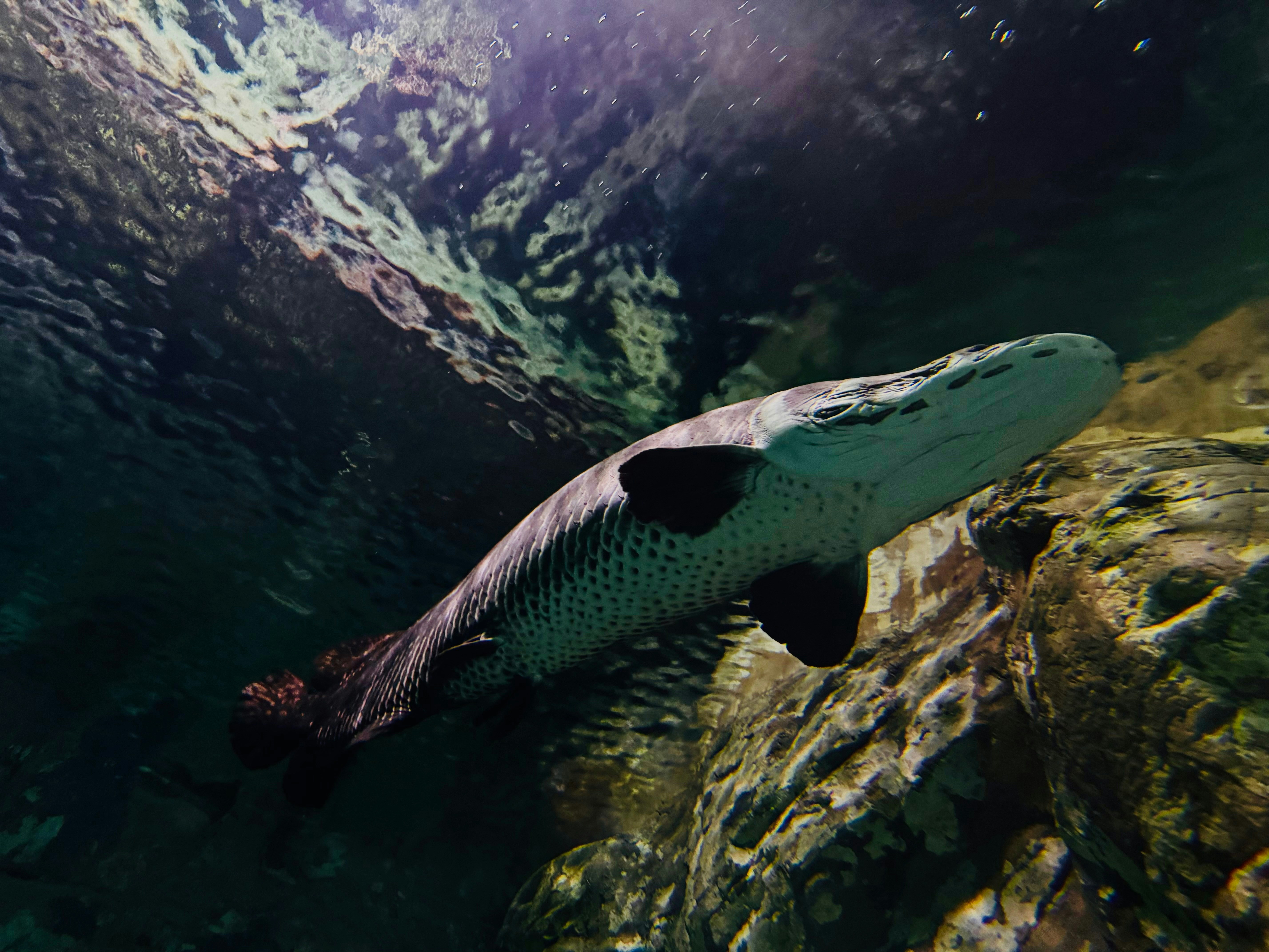 Seekor ikan berenang di air di sebelah batu