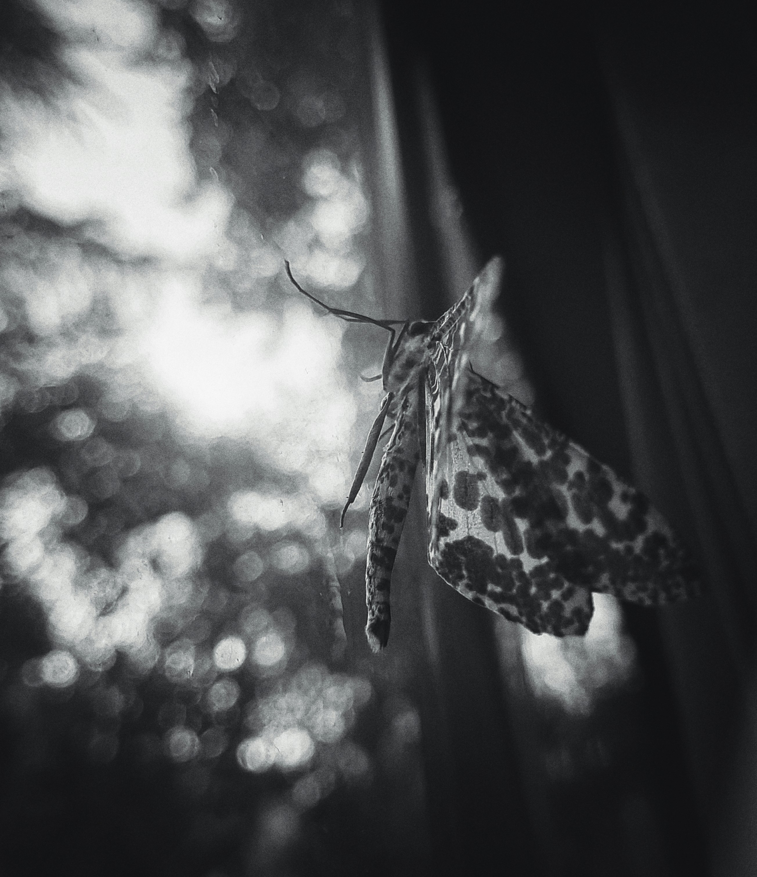 A black and white photo of a butterfly