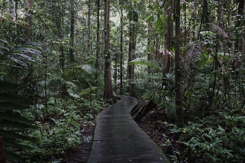 Hutan kelapa di Indonesia