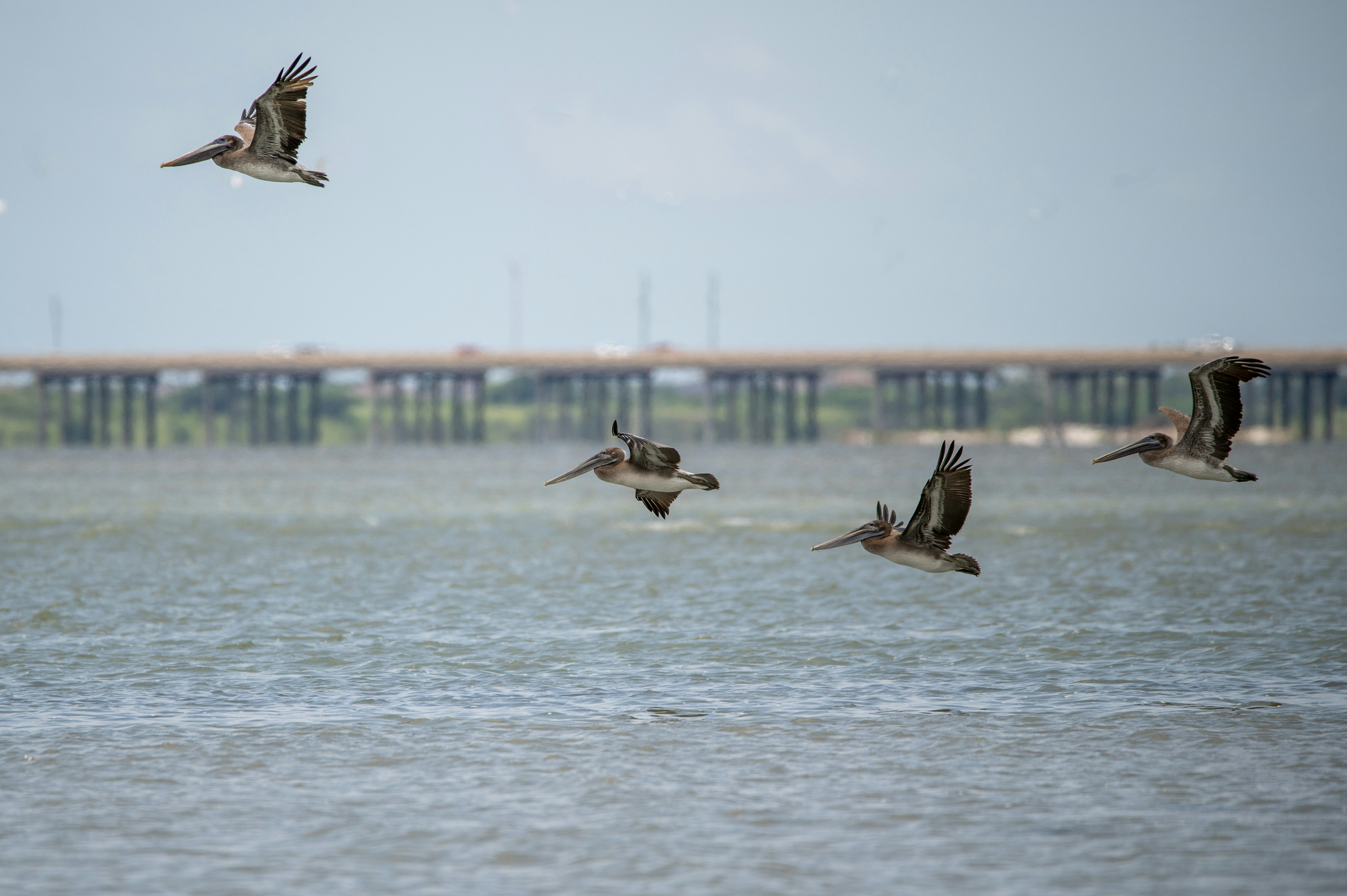 A flock of birds flying over a body of water
