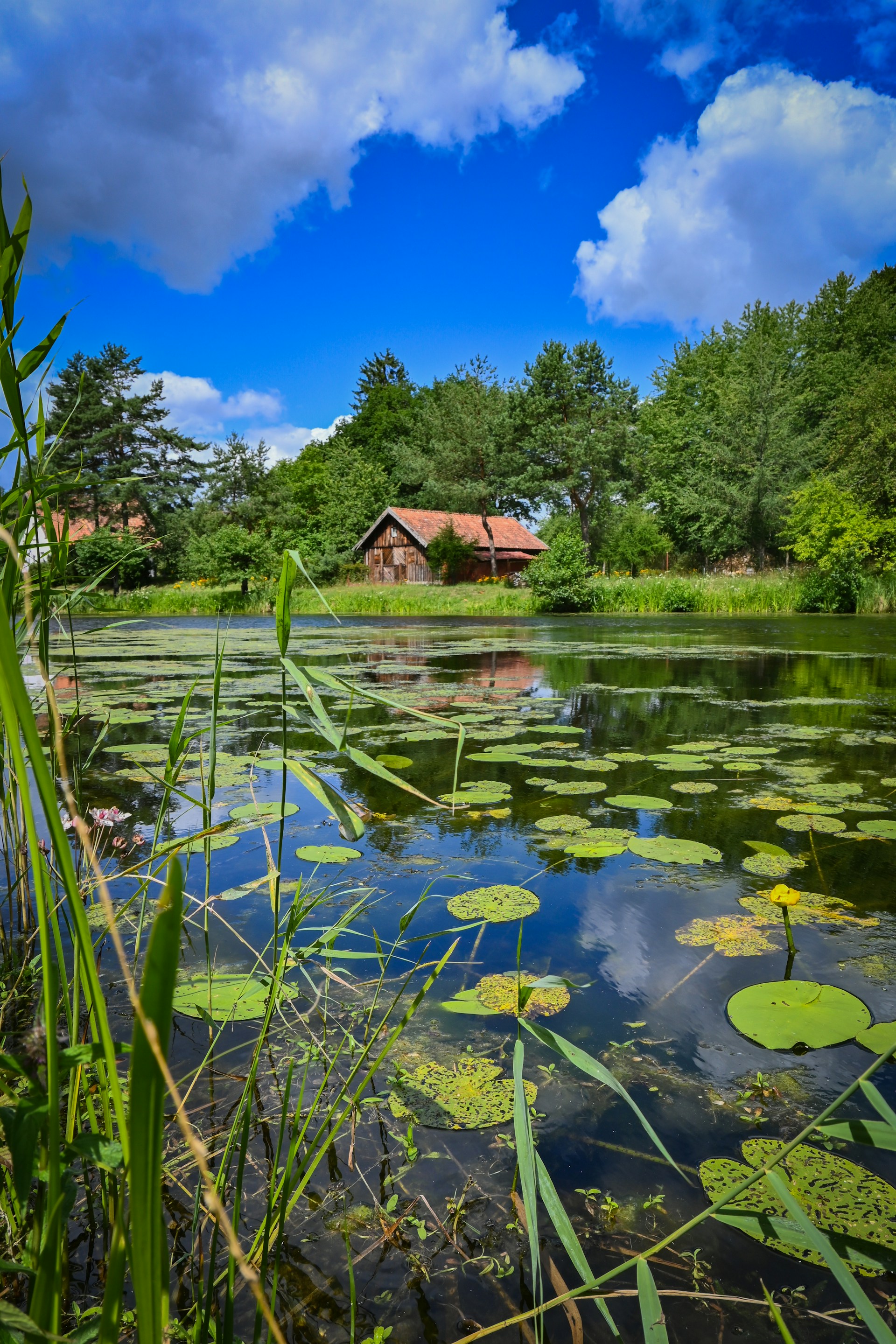 A pond with lily pads and a house in the background