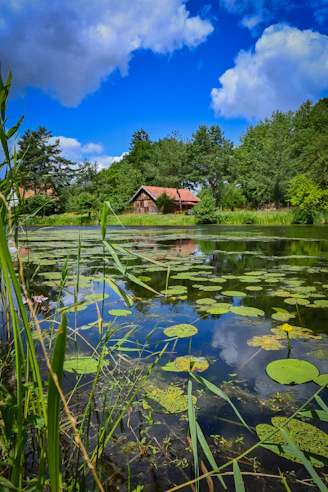 A pond with lily pads and a house in the background