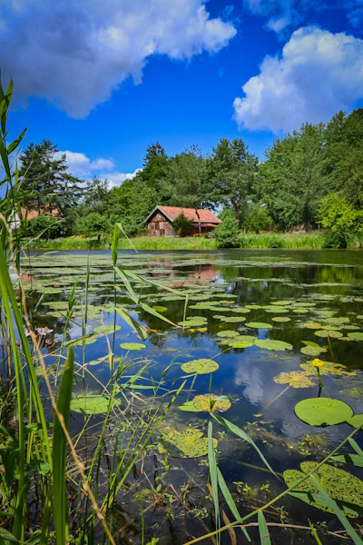 A pond with lily pads and a house in the background