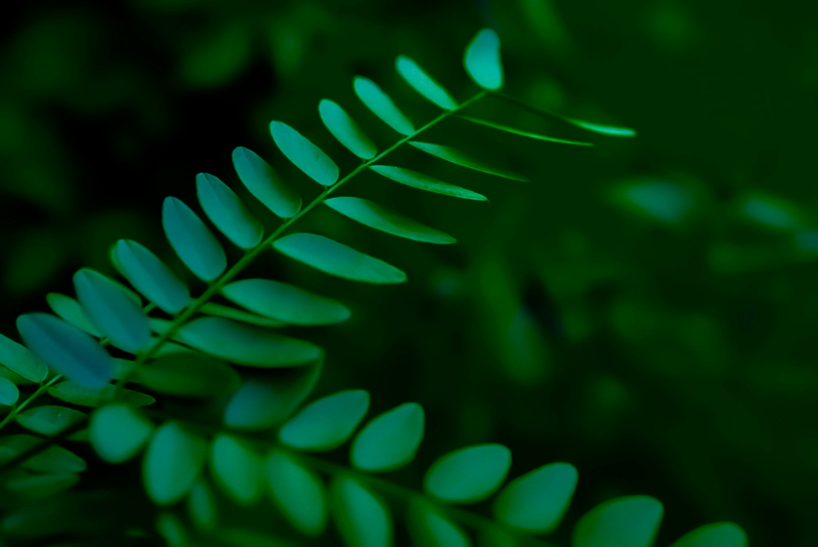 Photo by meri_vasilevski