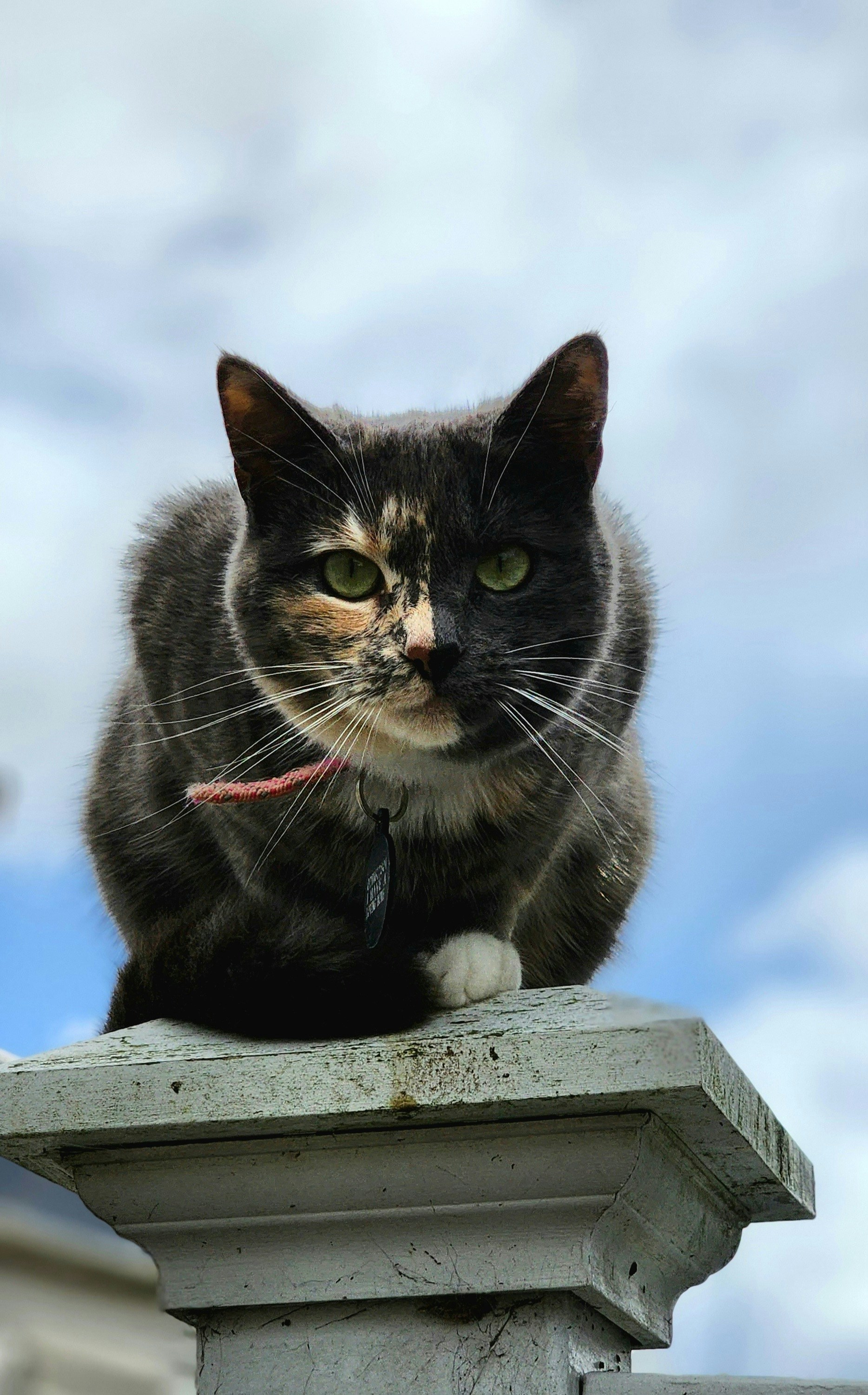 A cat sitting on top of a white fence