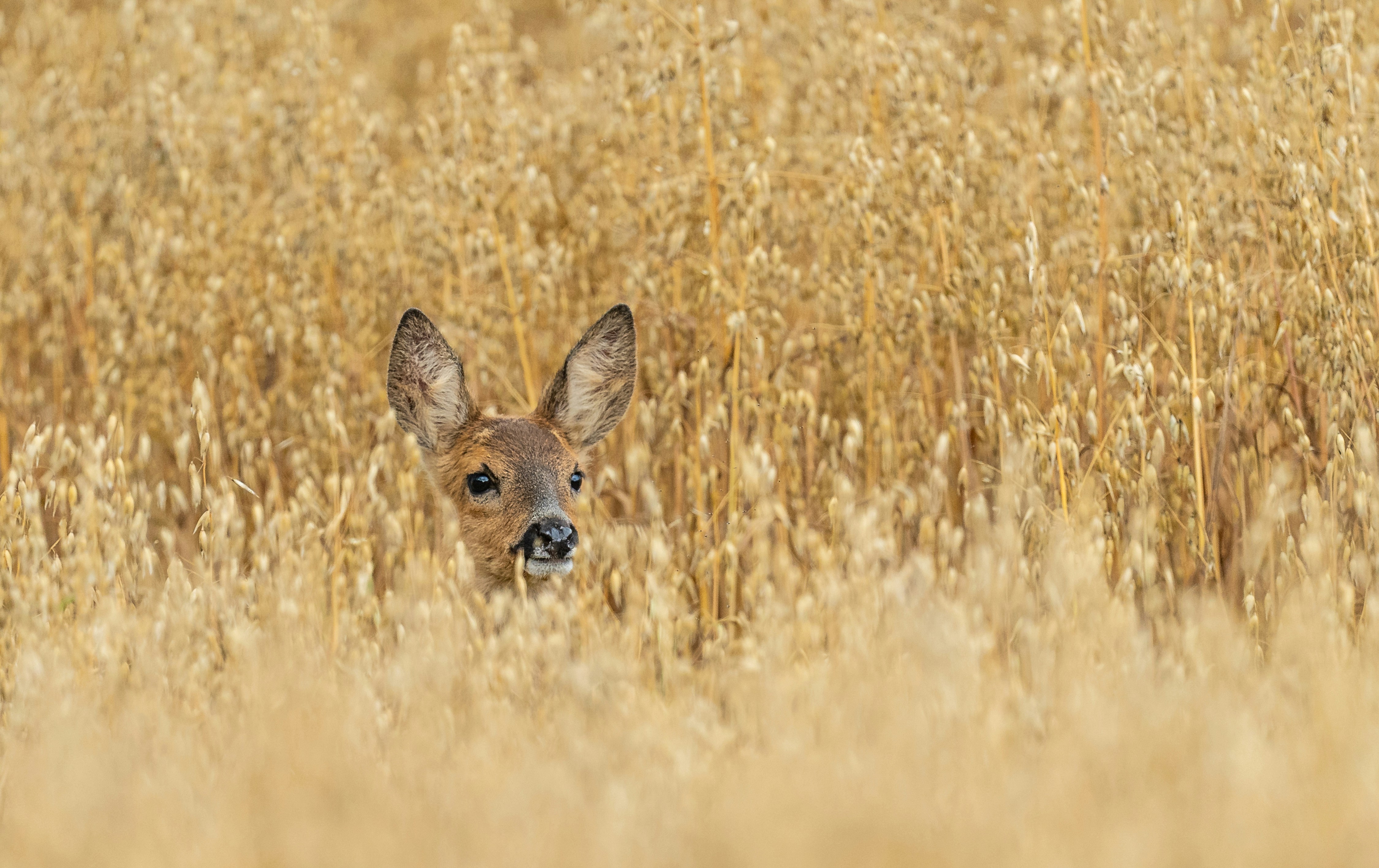 Sign Up With The Trip To Better Wellness-- Uncover Just How A Rheumatologist's Very Early Diagnosis Can Transform Your Life Prior To It's Too Late