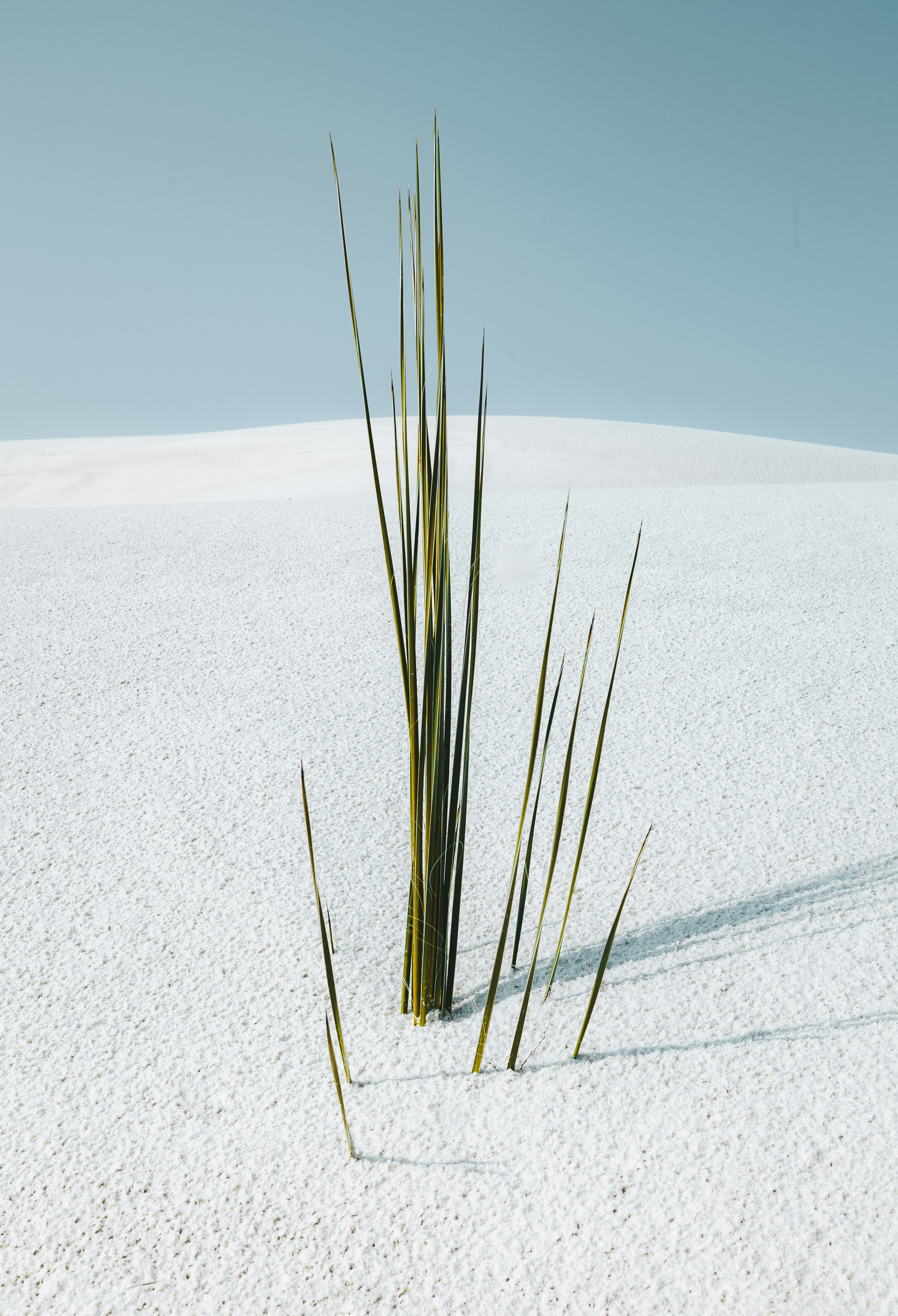 Una hierba alta que sobresale de la nieve