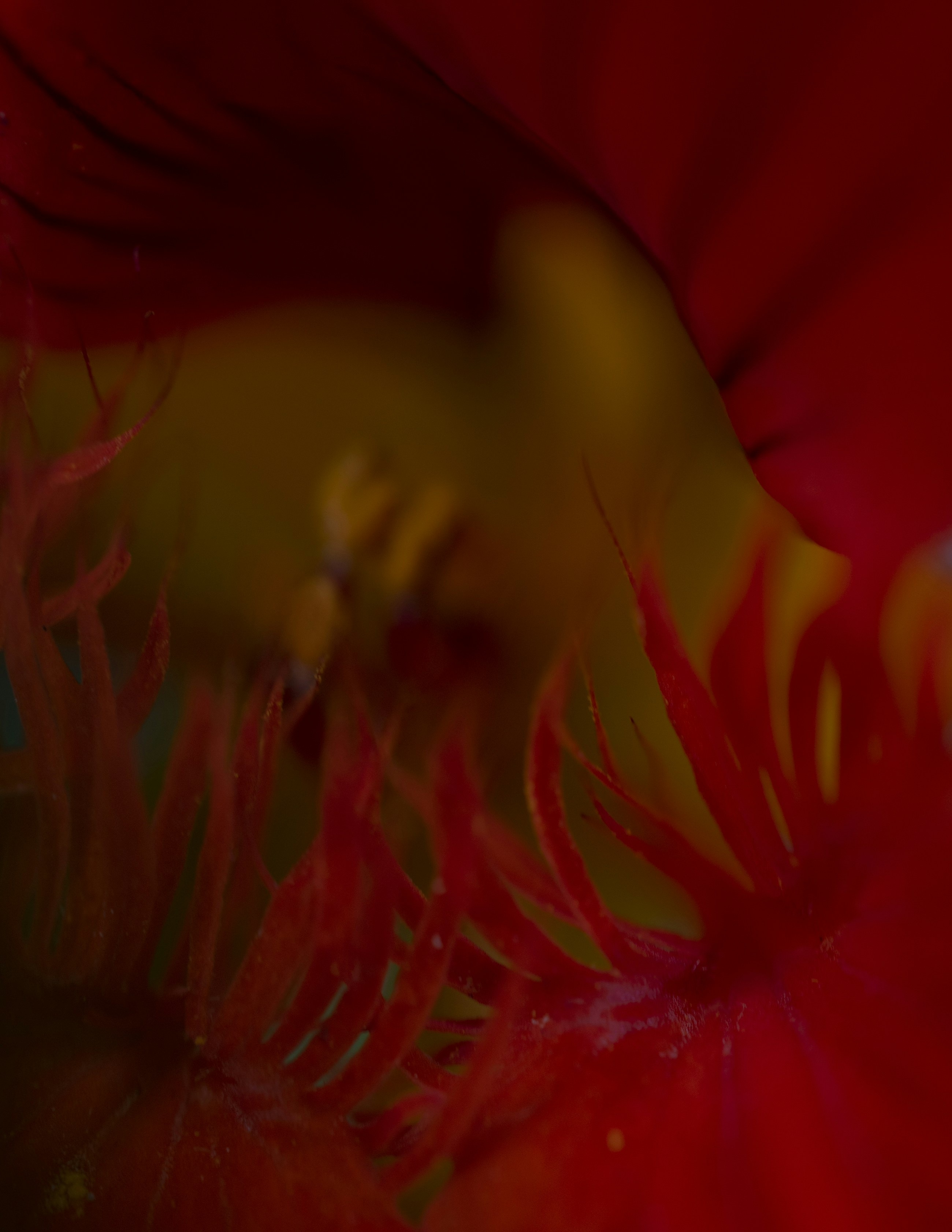 Photo by vjeblackbirdlion