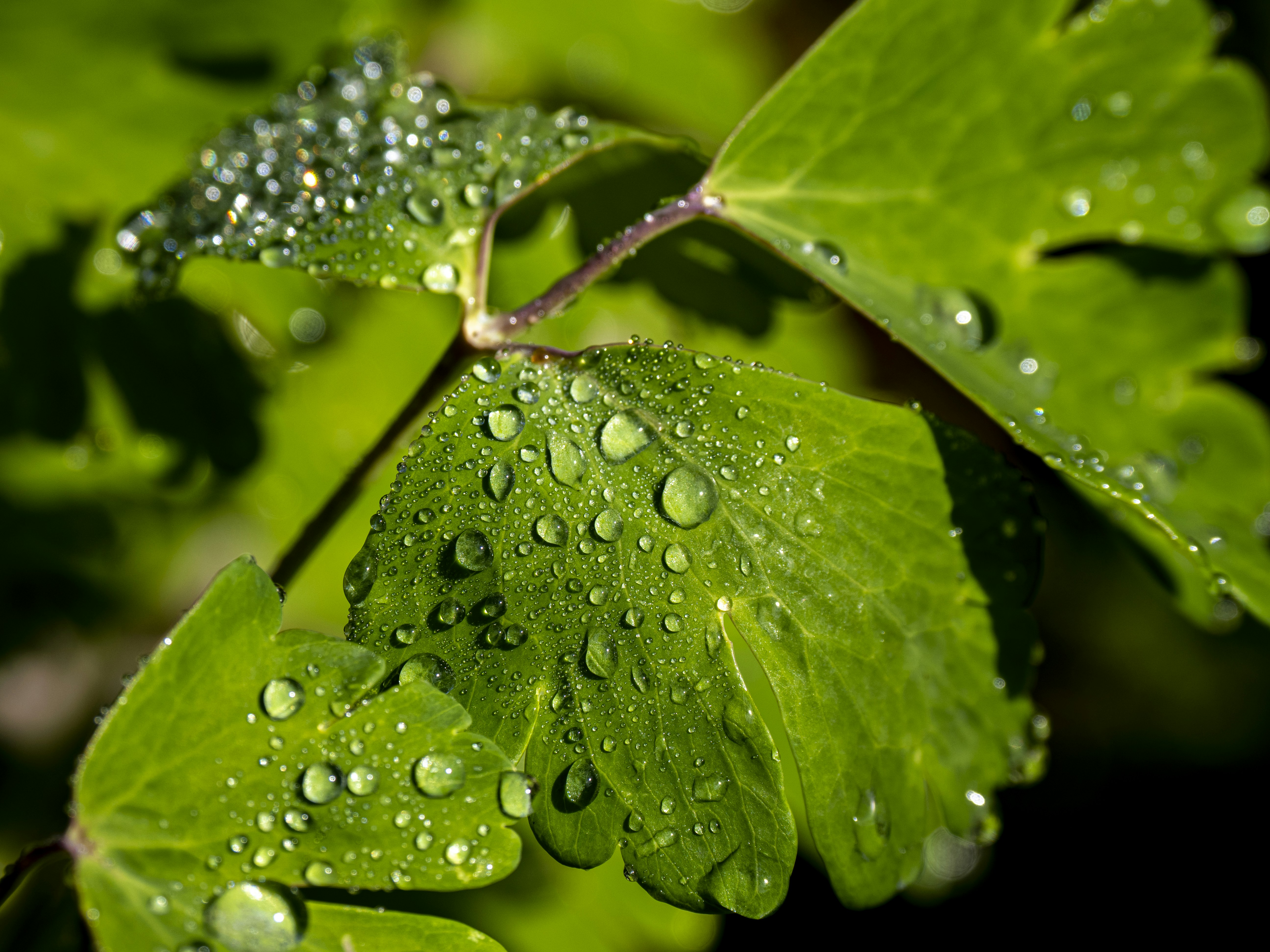 Photo by gopitri_prem