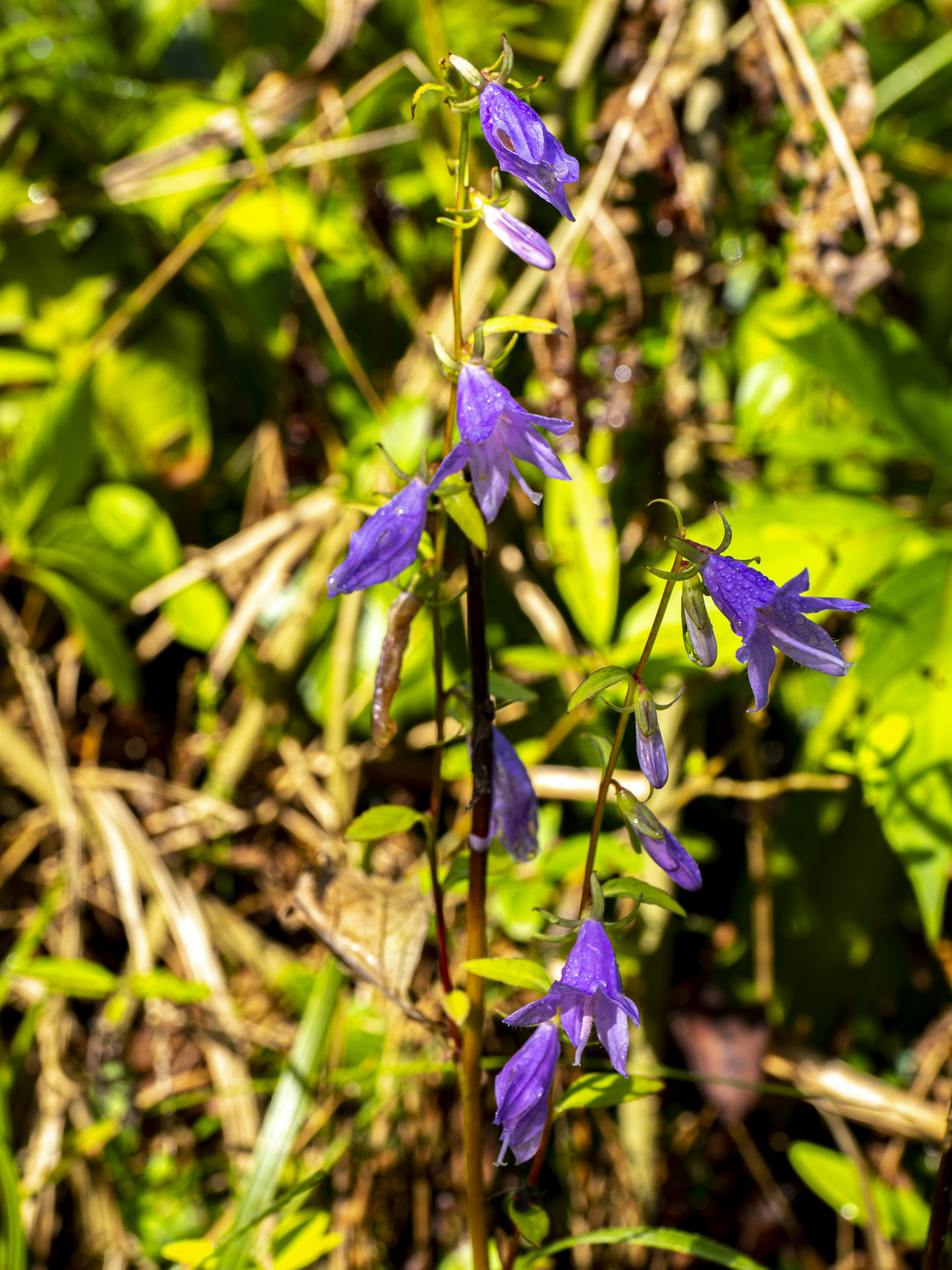 Photo by gopitri_prem