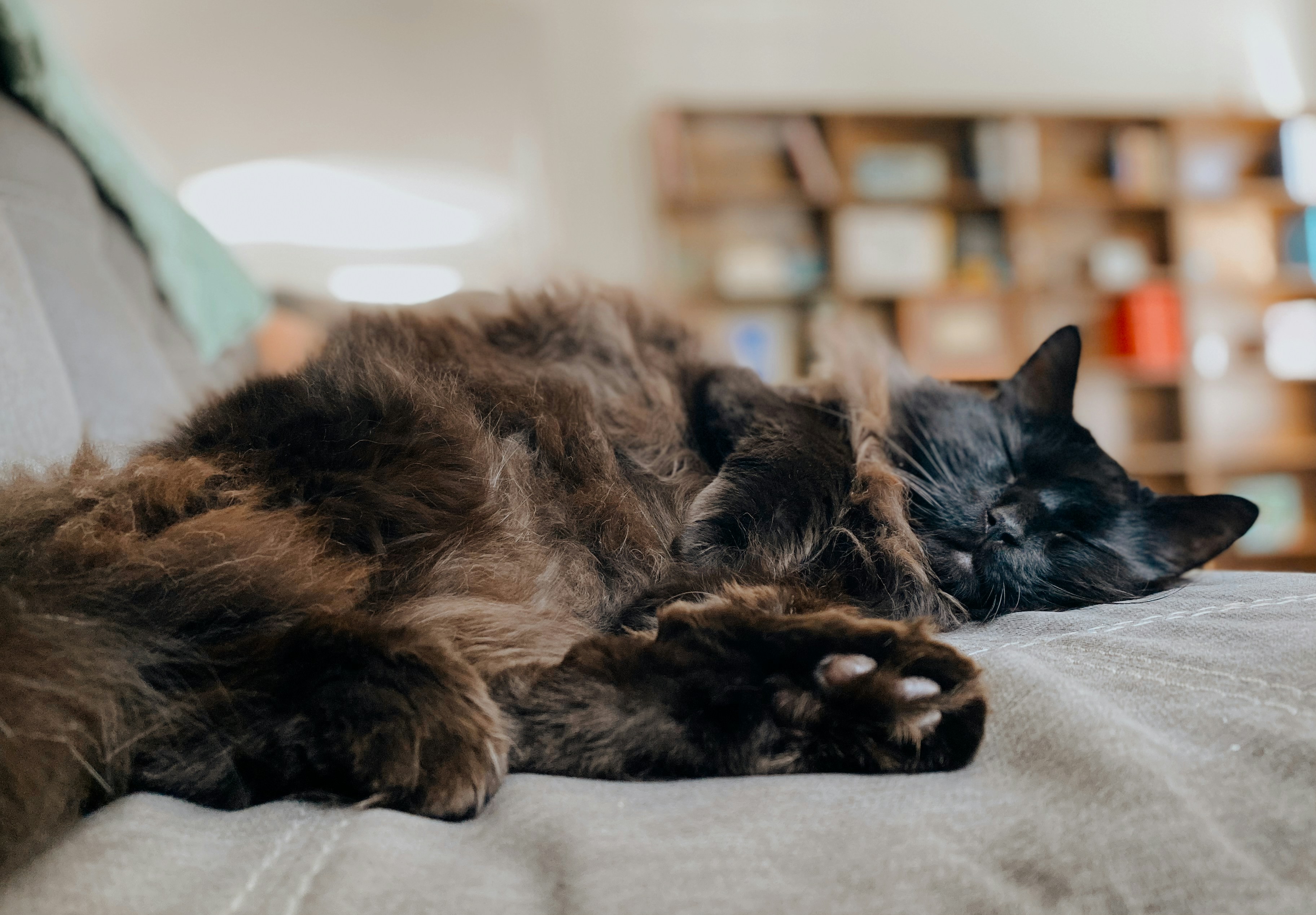 A cat laying on top of a bed next to a pillow