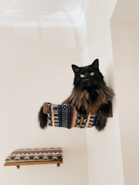 A black cat sitting on top of a shelf