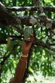 A person holding a piece of fruit up in a tree